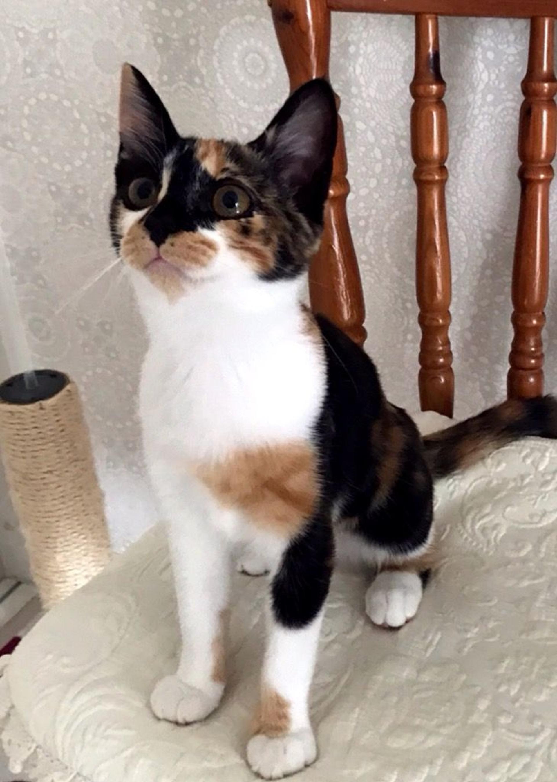 pet-image-4