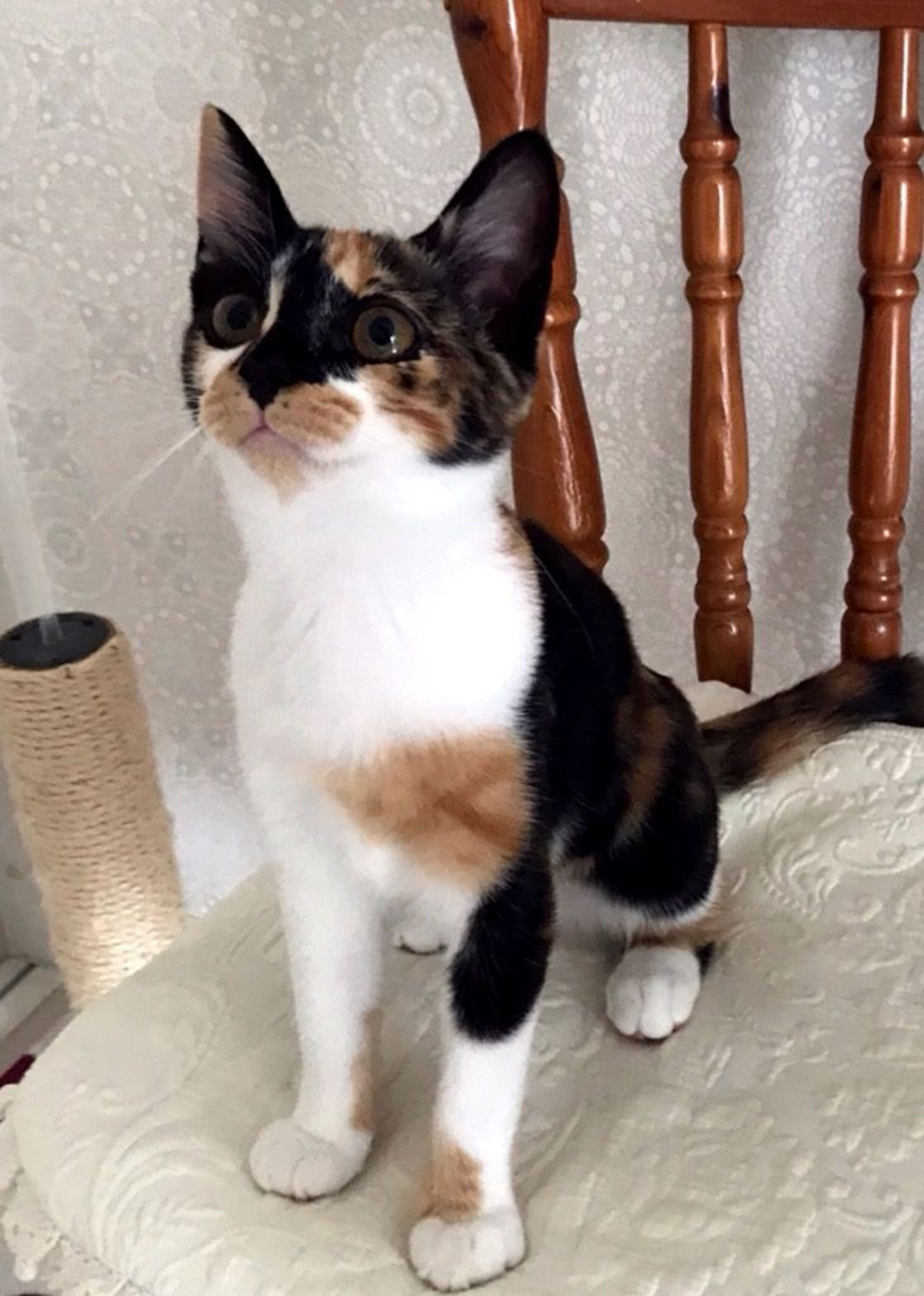 pet-image-4