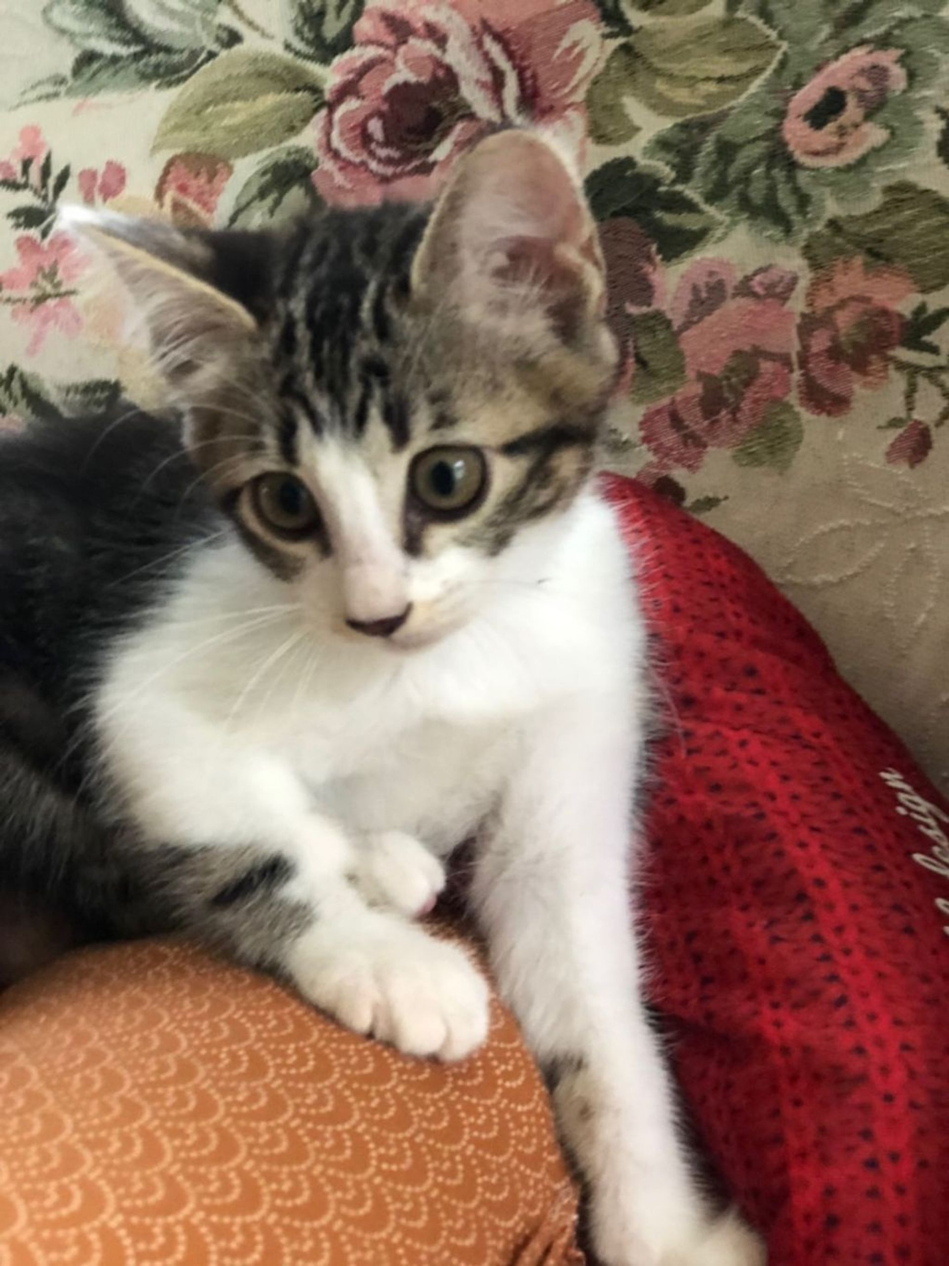 雑種（ミックス猫）・メスの里親募集の写真