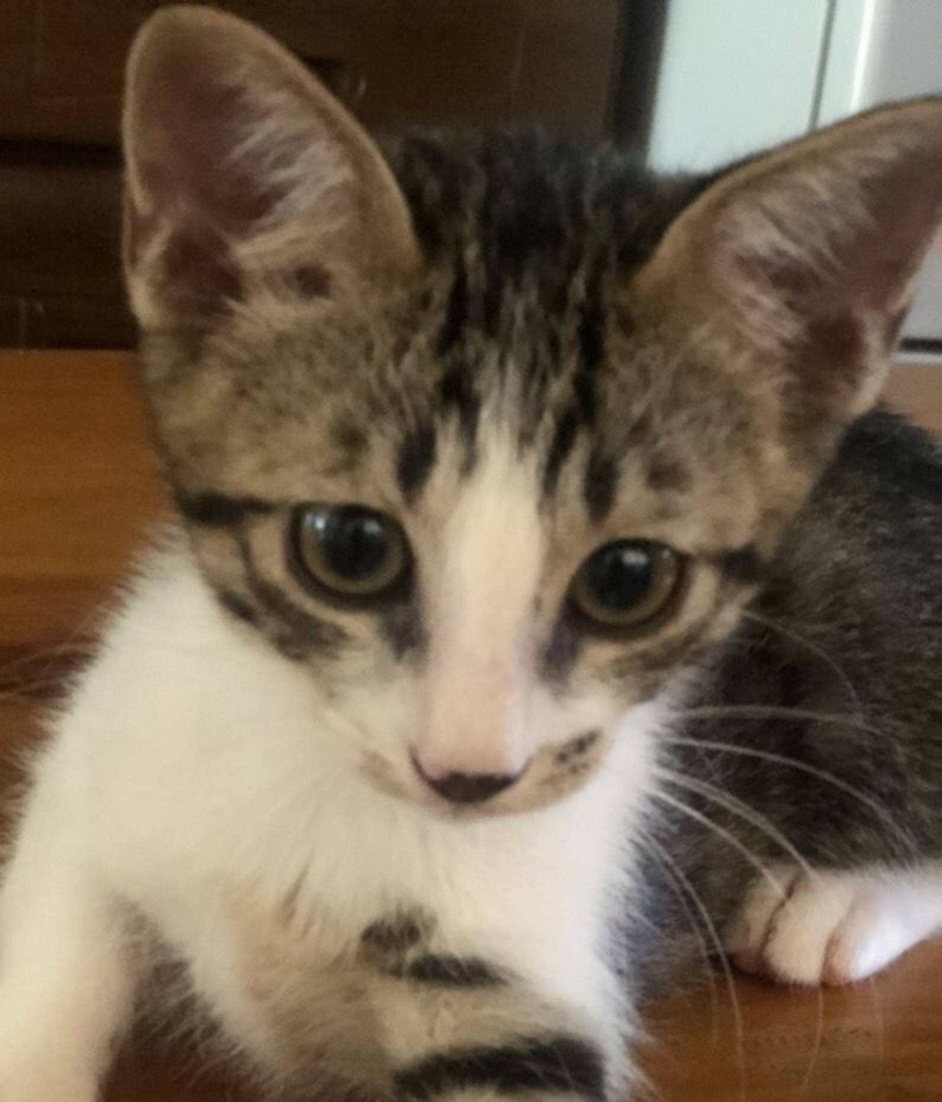 雑種（ミックス猫）・オスの里親募集の写真