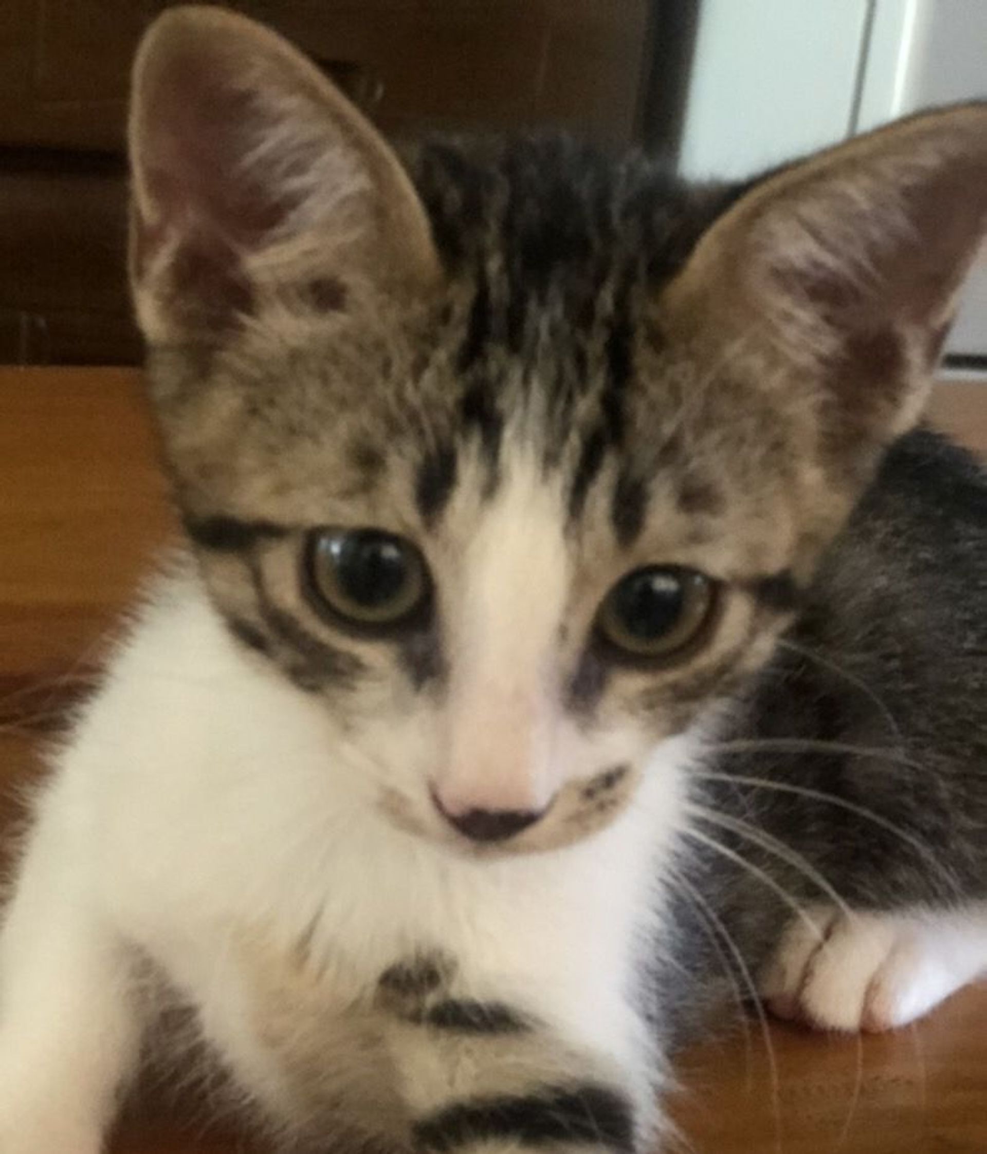 雑種（ミックス猫）・オスの里親募集の写真