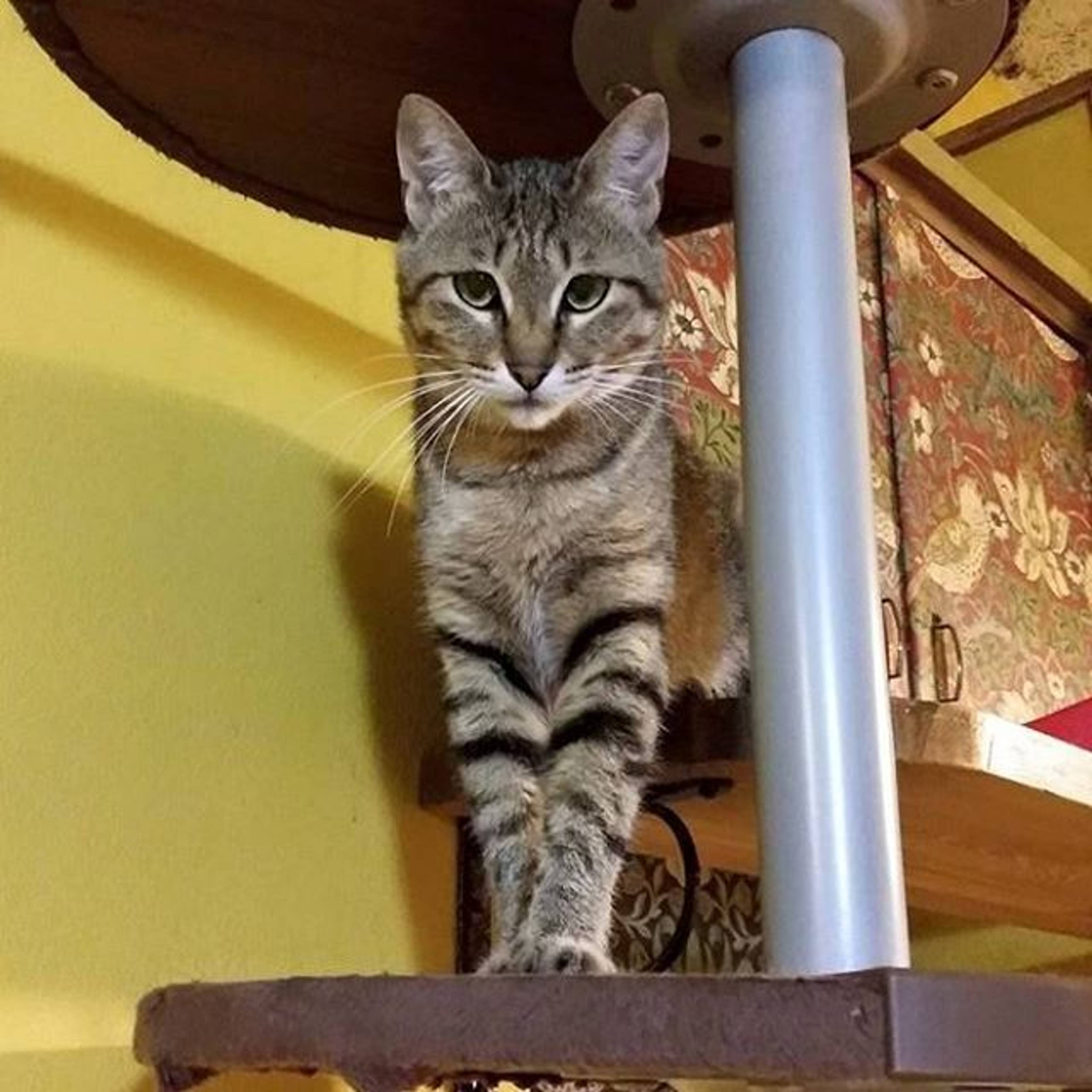 雑種（ミックス猫）・メスの里親募集の写真