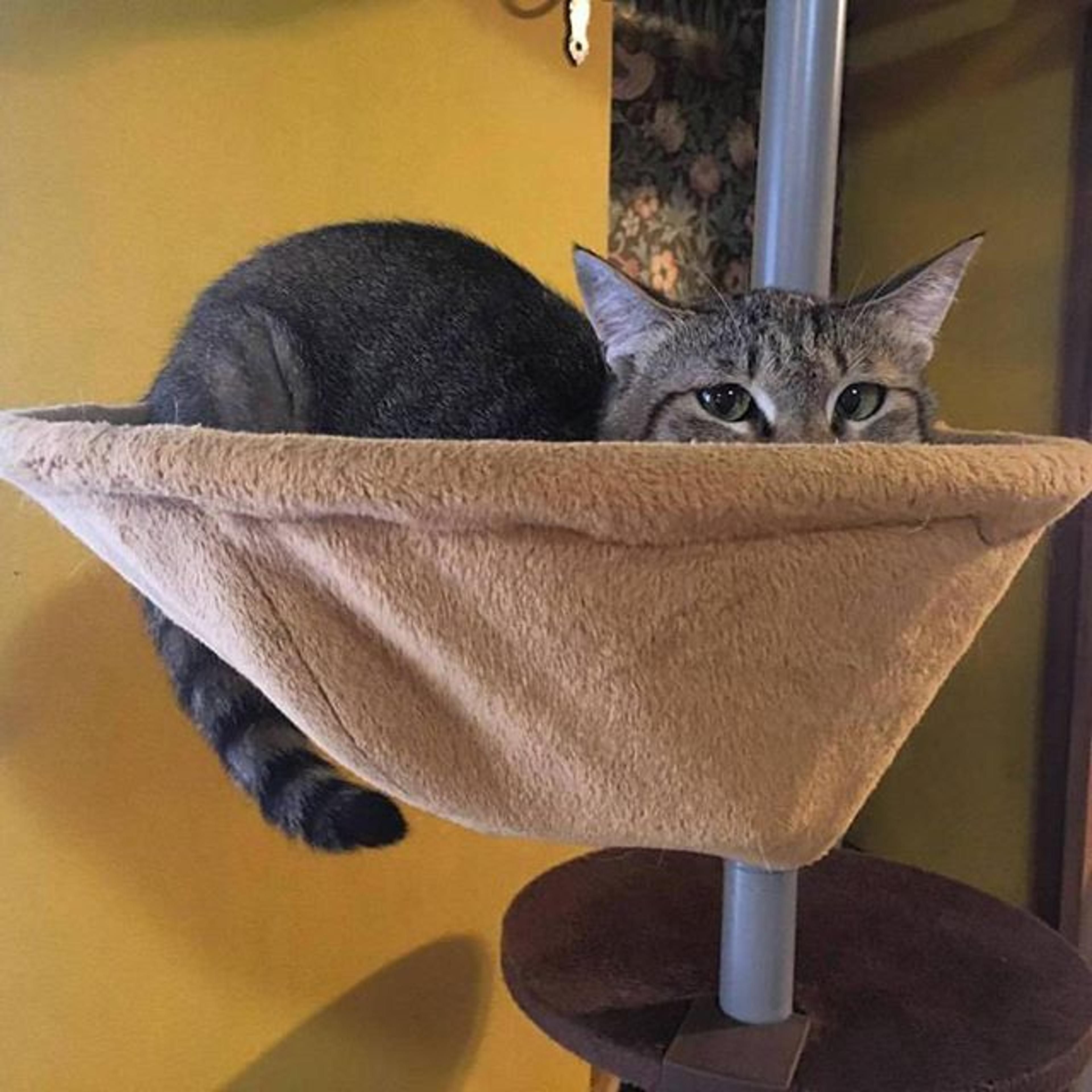 pet-image-2