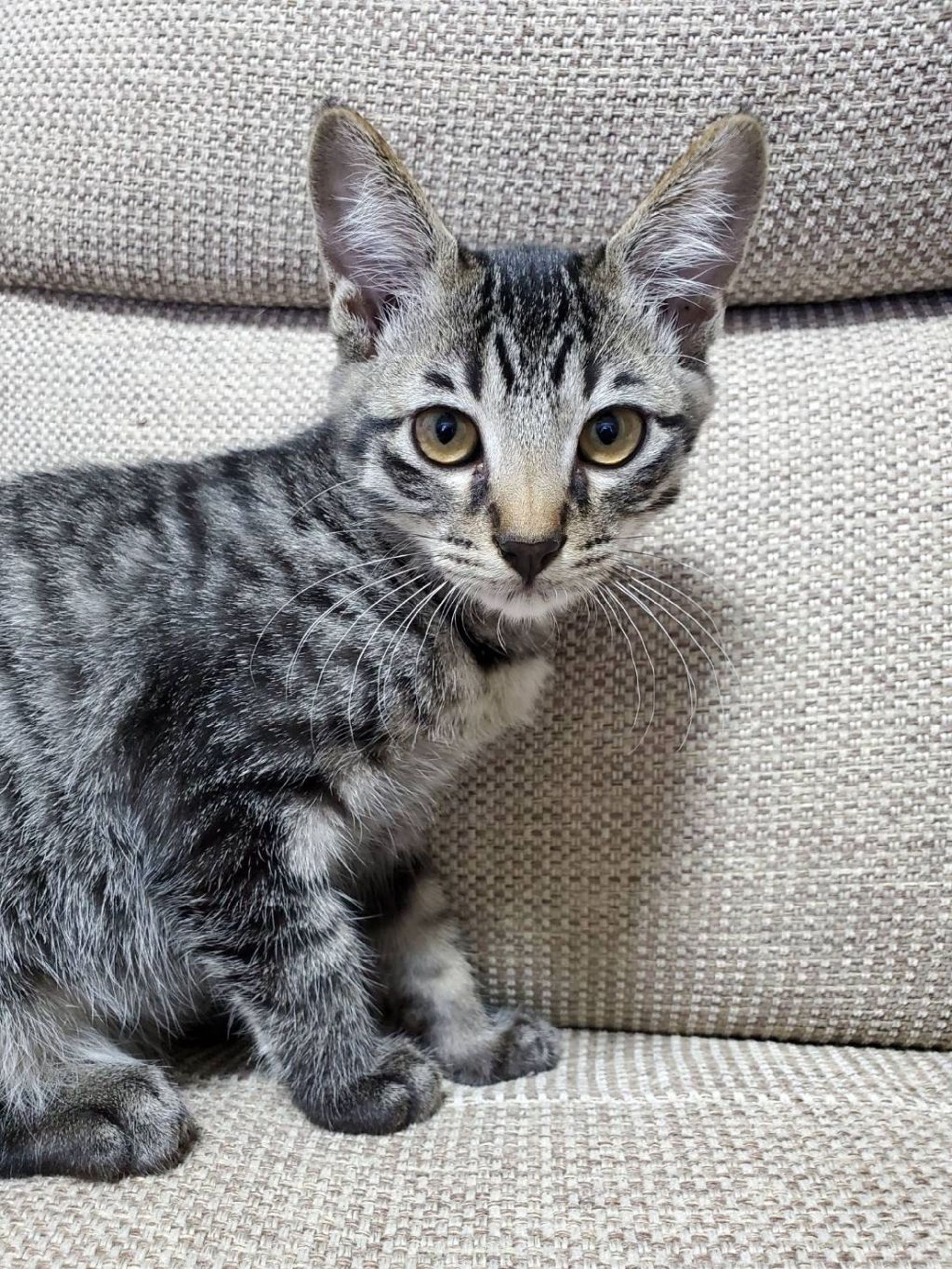 雑種（ミックス猫）・オスの里親募集の写真