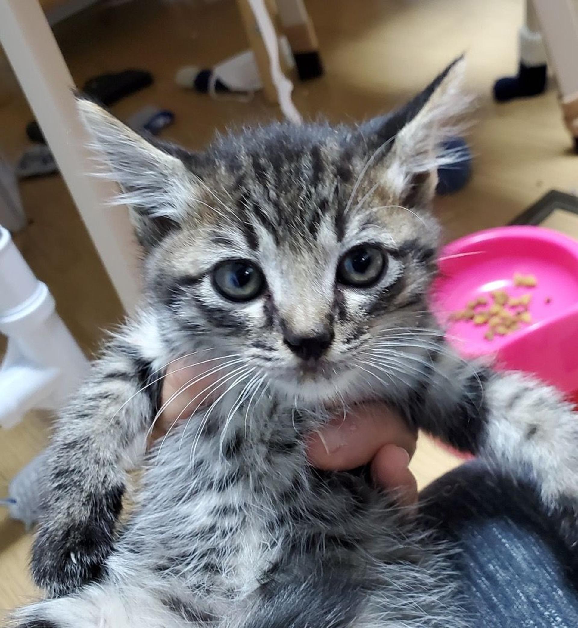 pet-image-2
