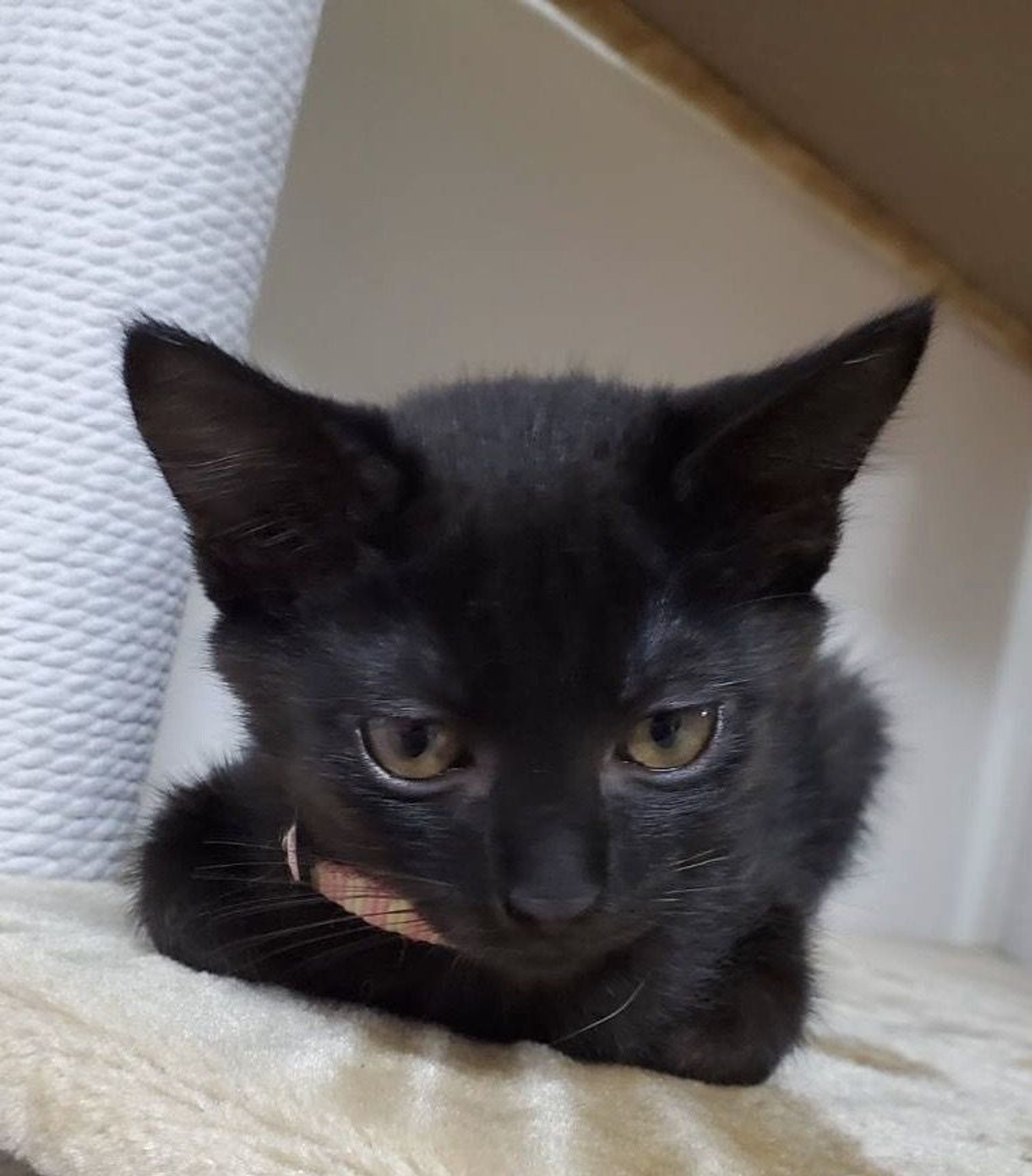 雑種（ミックス猫）・メスの里親募集の写真