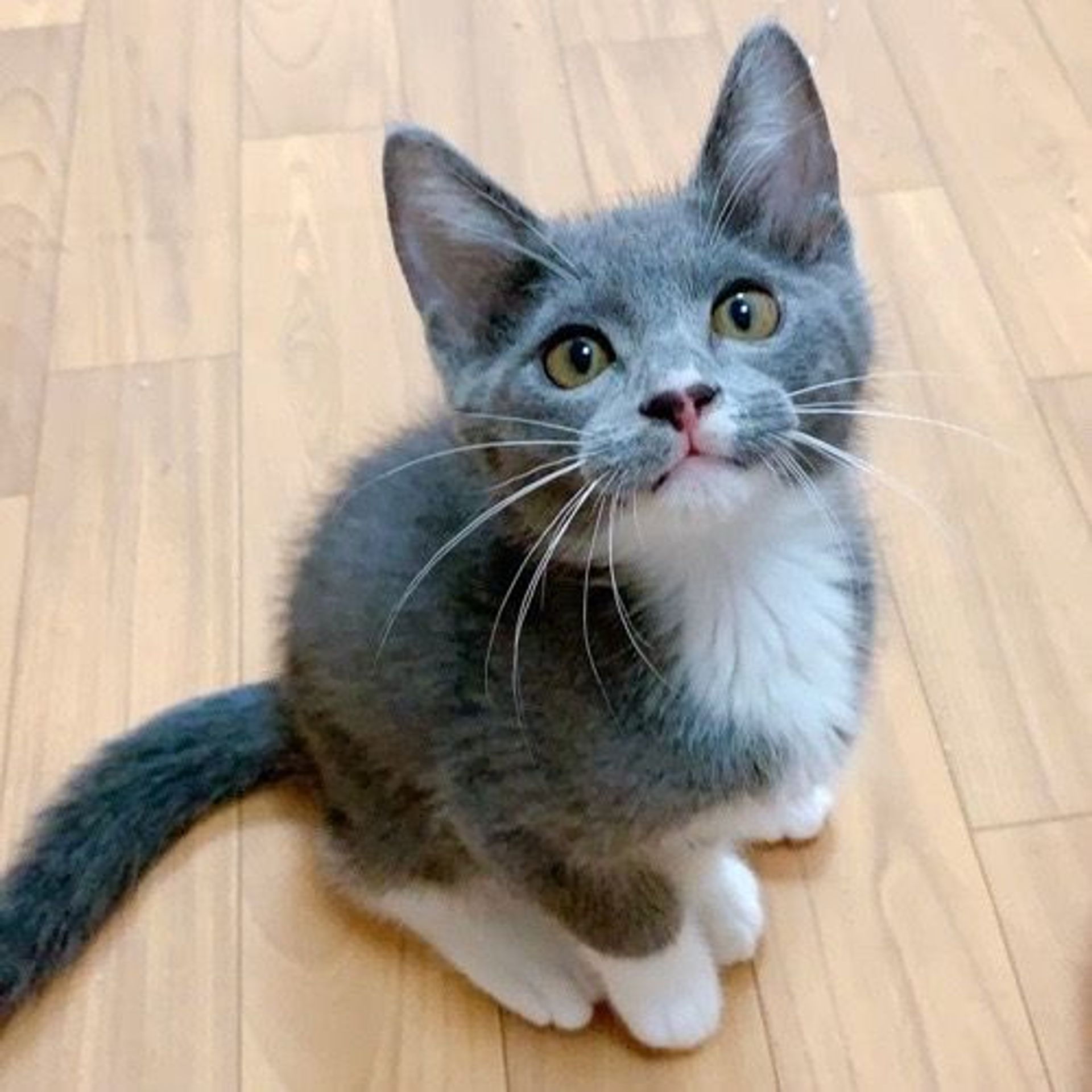 雑種（ミックス猫）・オスの里親募集の写真