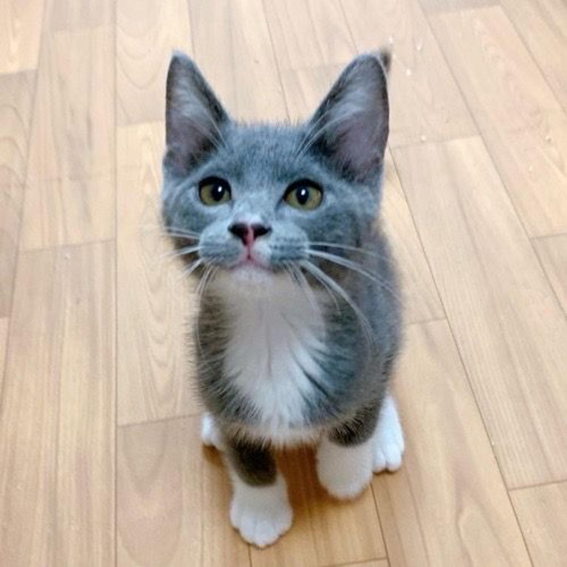 pet-image-3