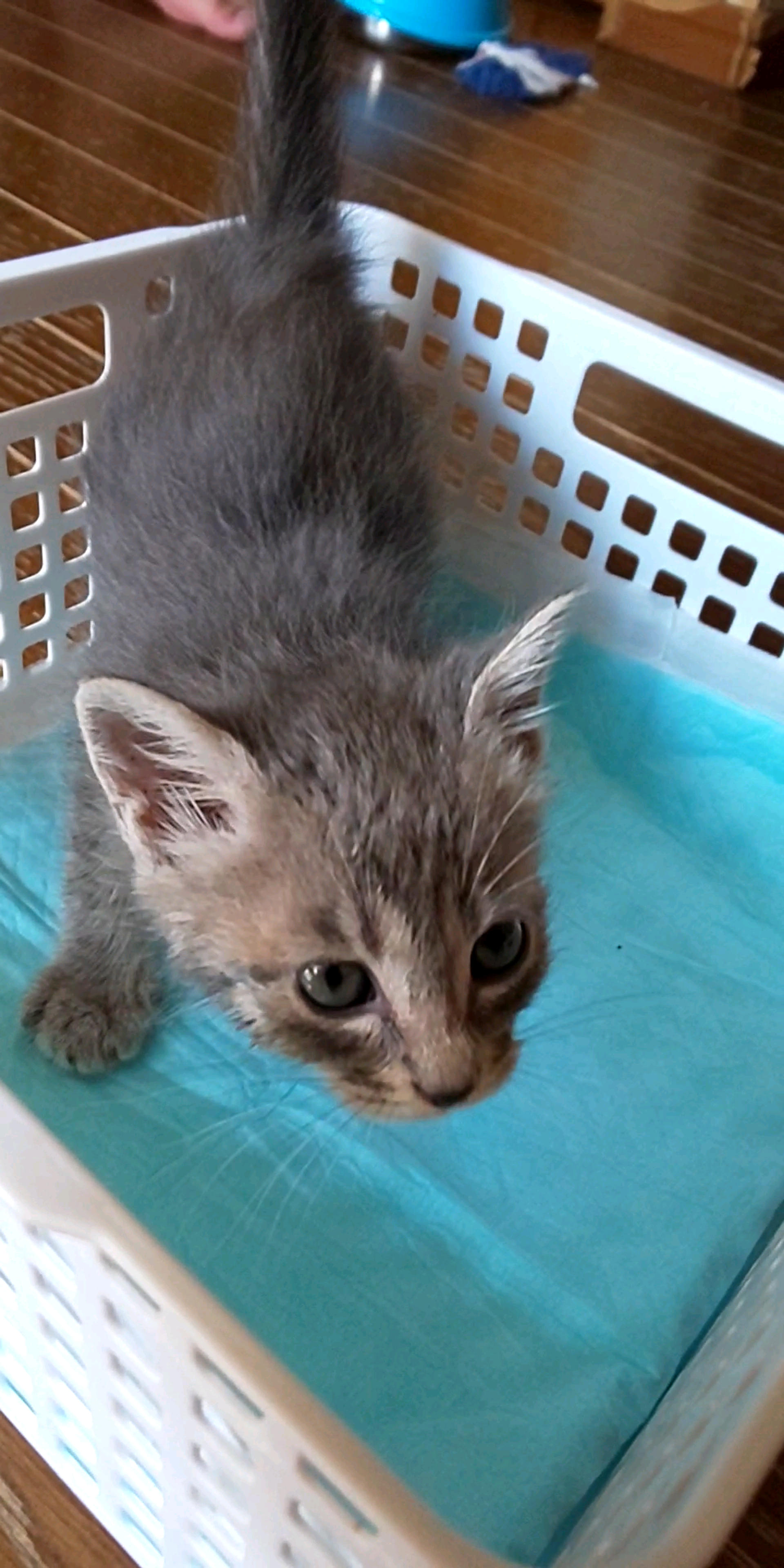 pet-image-3
