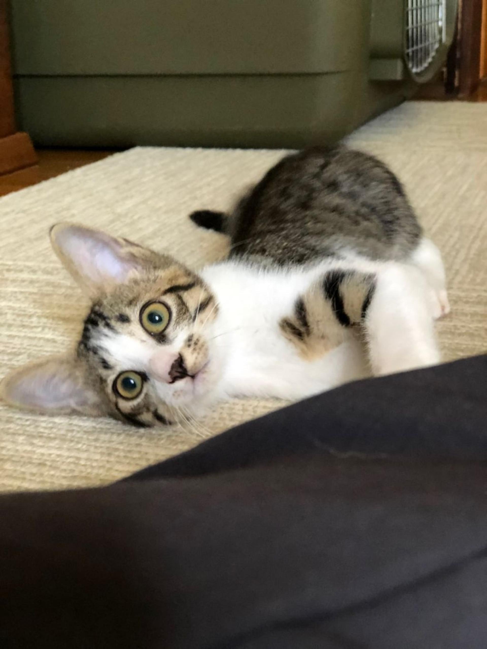 pet-image-3