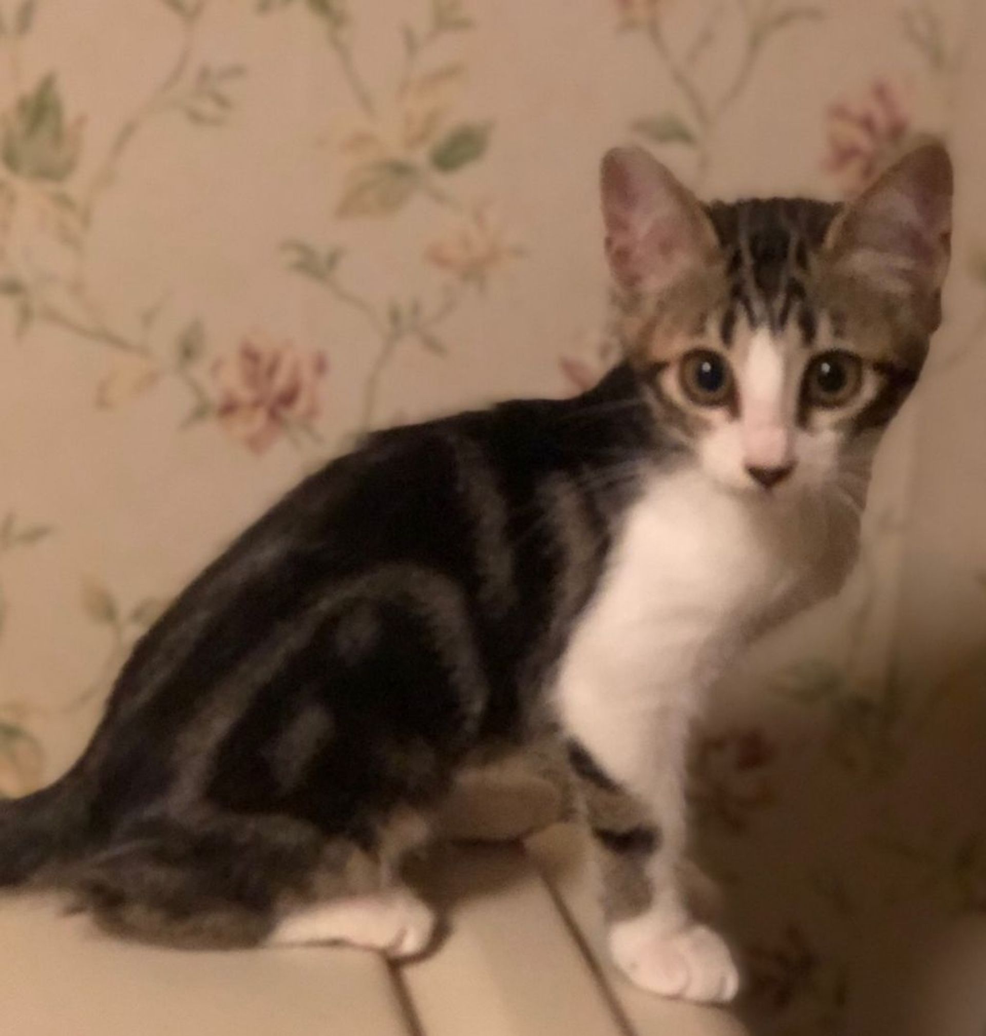 雑種（ミックス猫）・メスの里親募集の写真