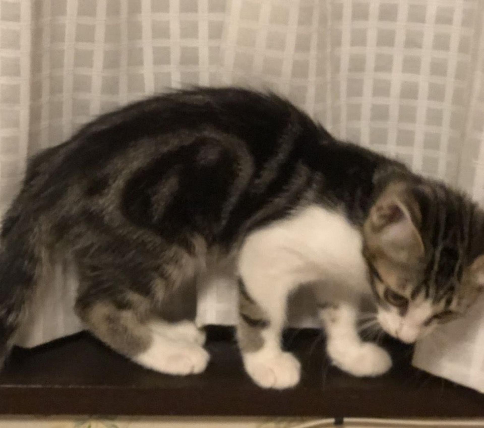 pet-image-2