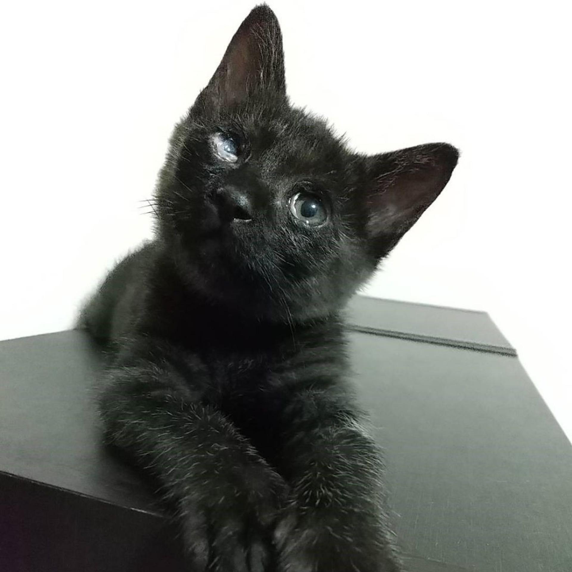 pet-image-3