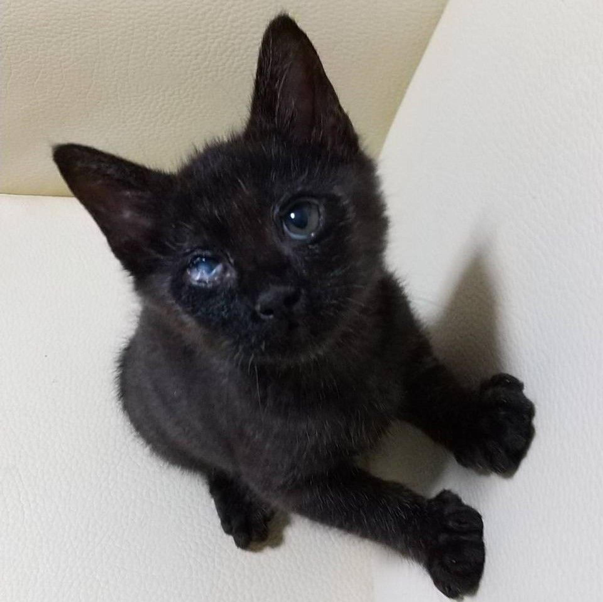 pet-image-4