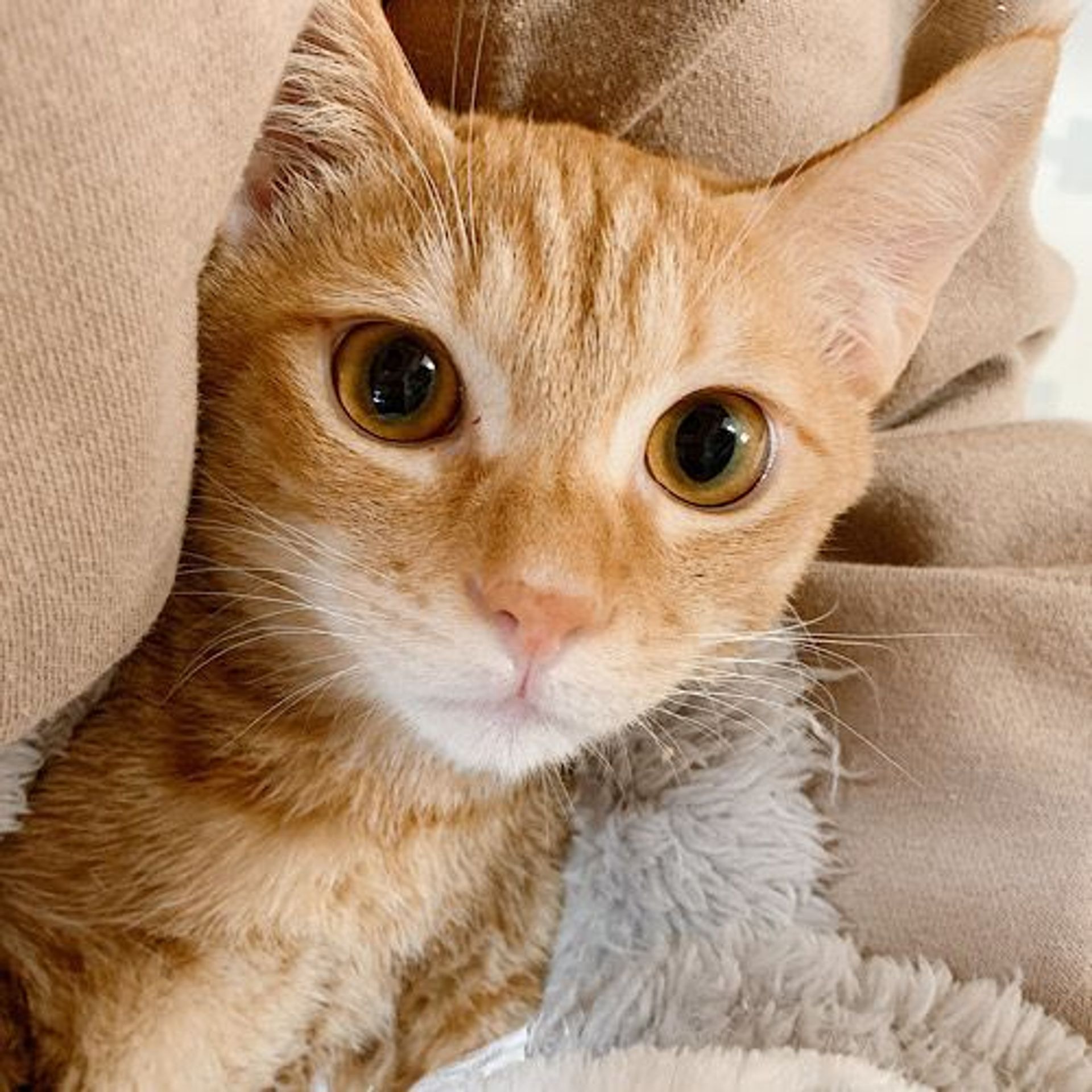 雑種（ミックス猫）・オスの里親募集の写真