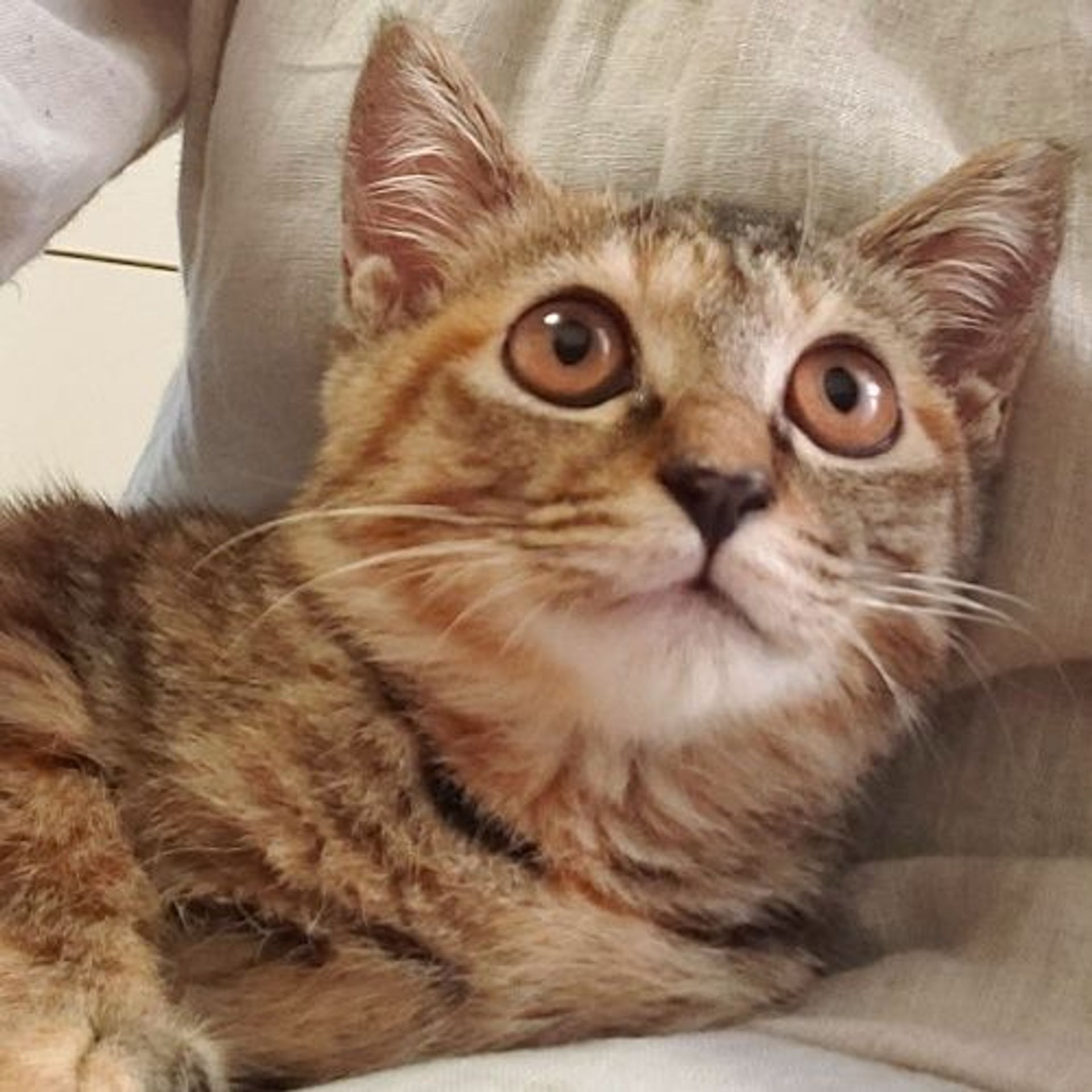 雑種（ミックス猫）・メスの里親募集の写真