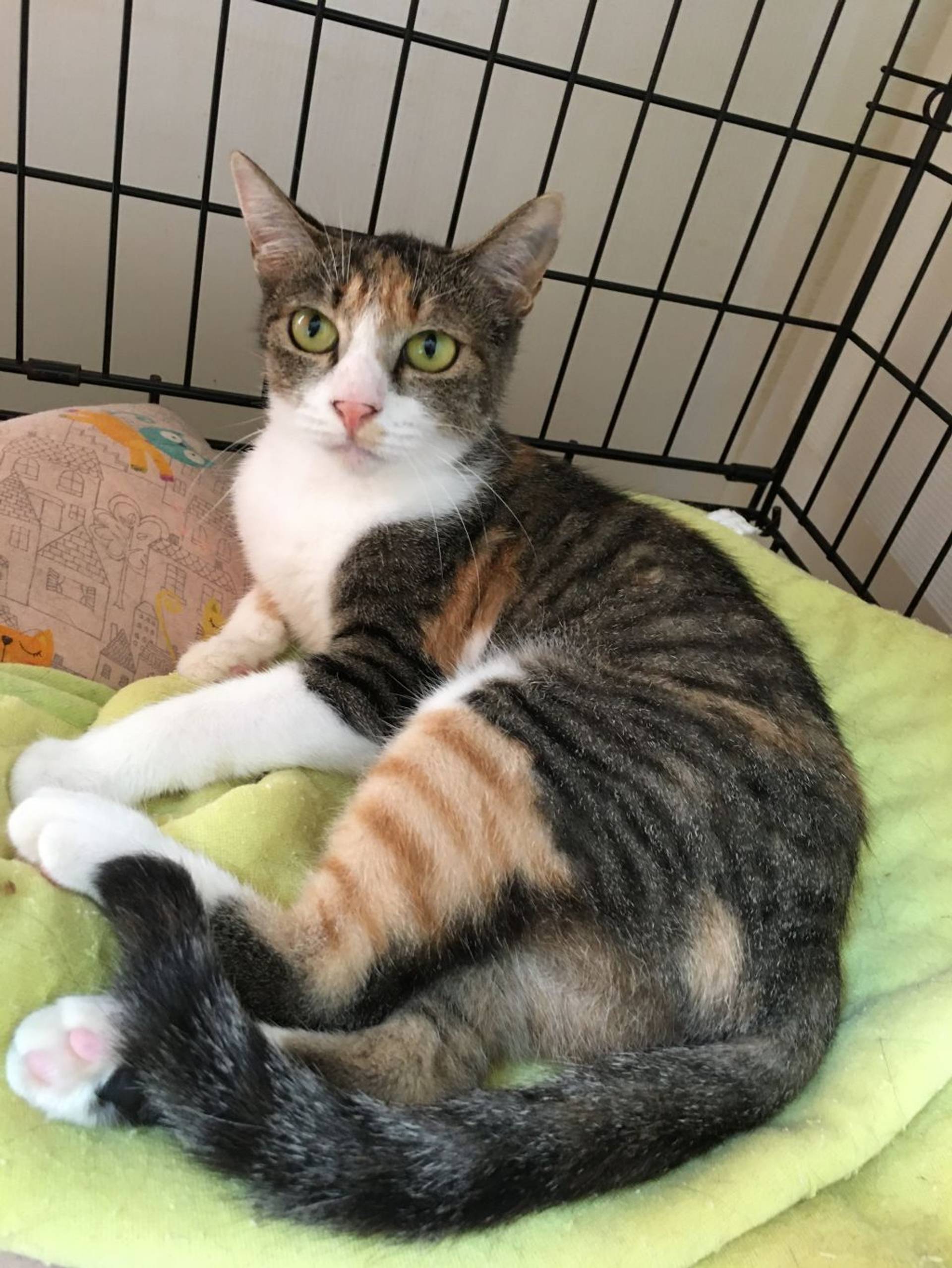 雑種（ミックス猫）・メスの里親募集の写真