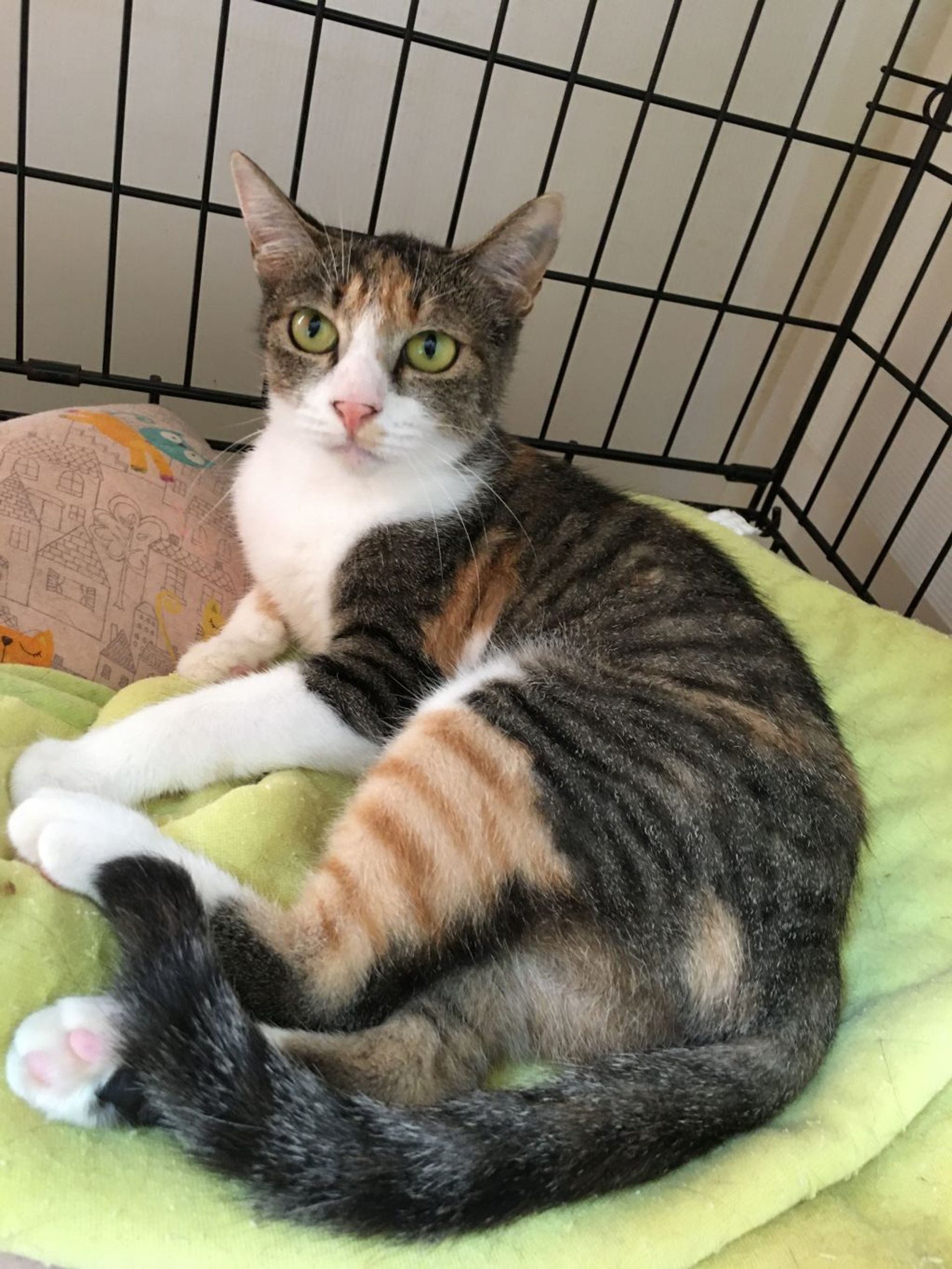 雑種（ミックス猫）・メスの里親募集の写真