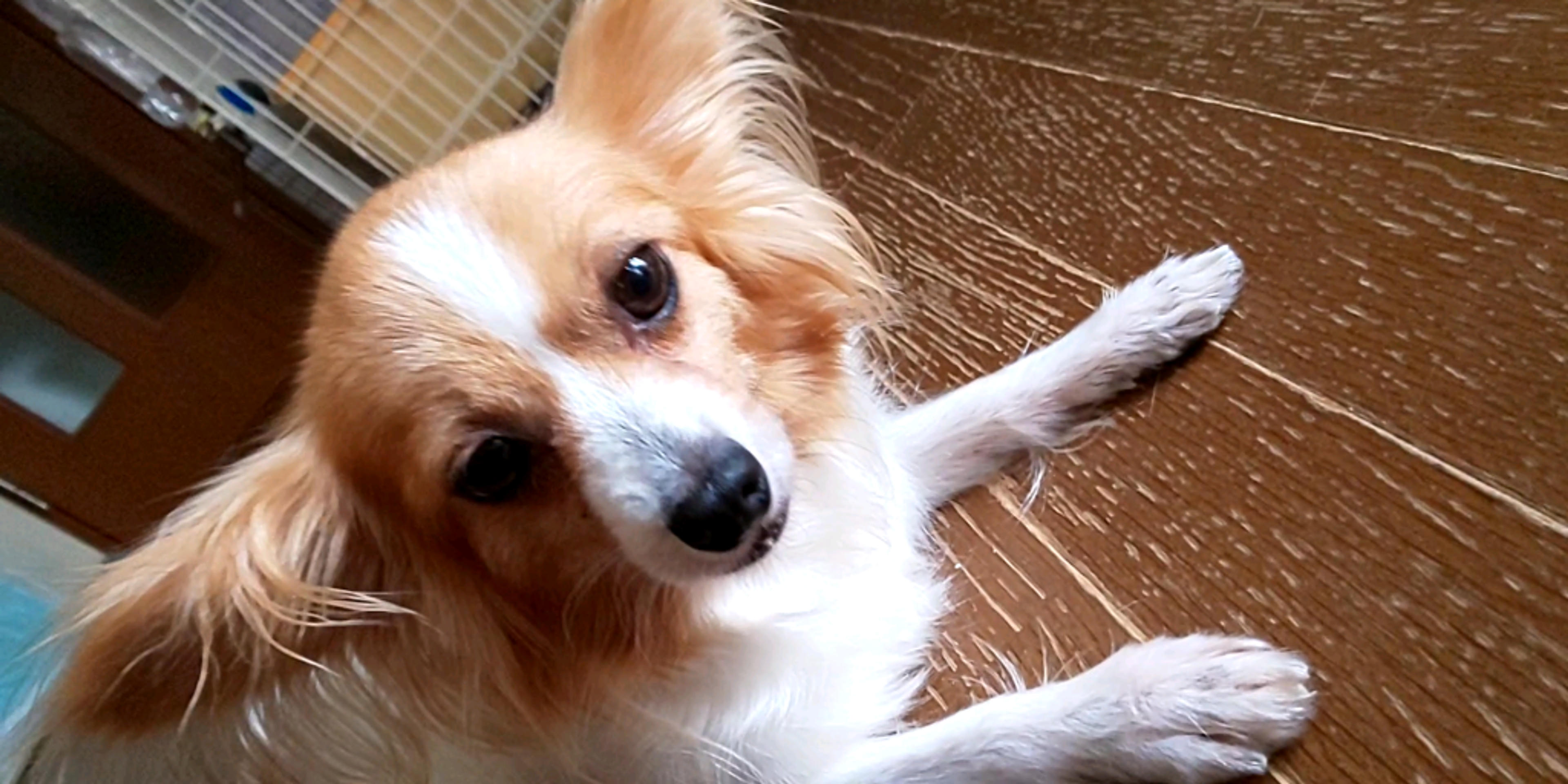 pet-image-2