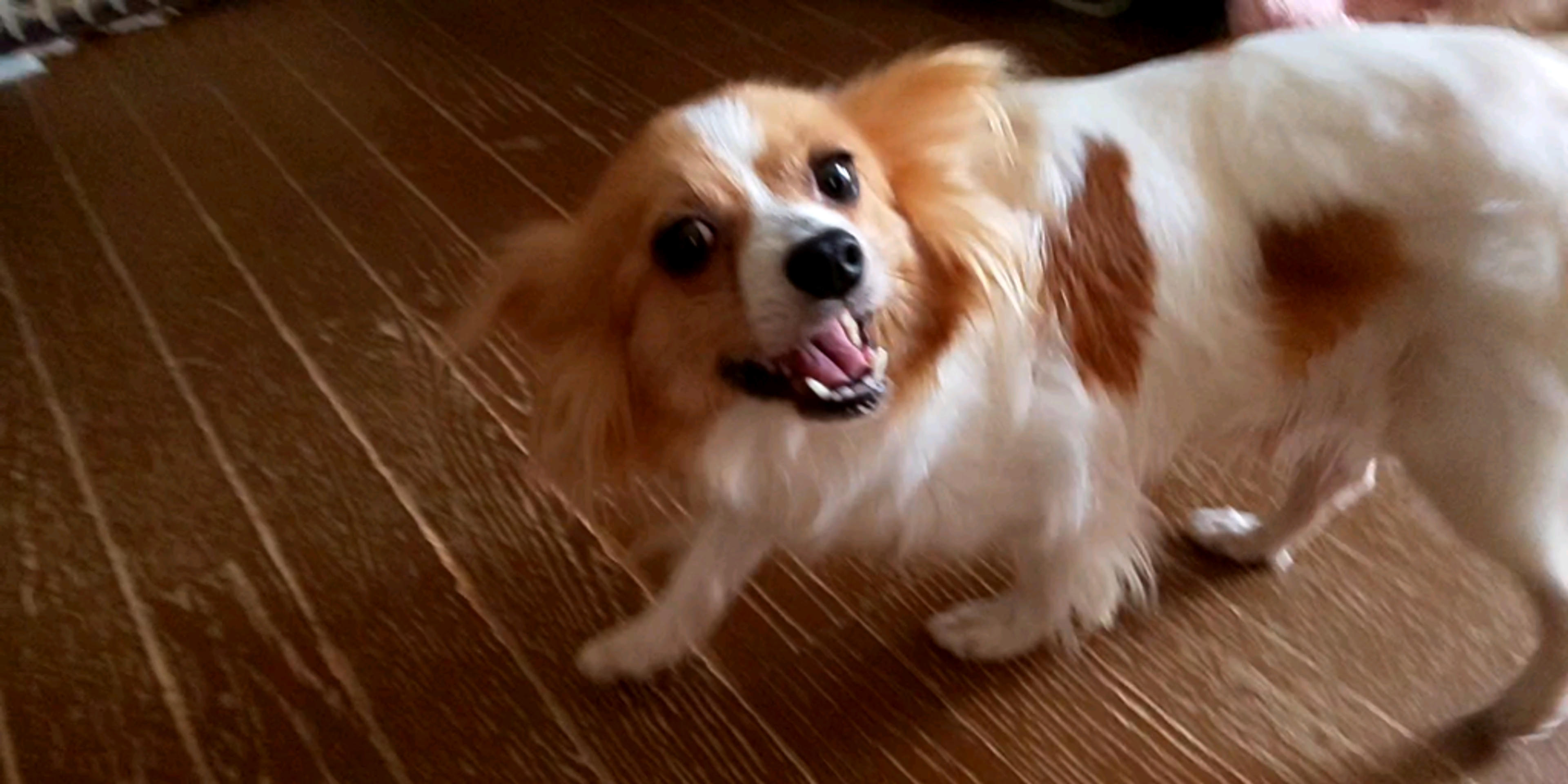 pet-image-3