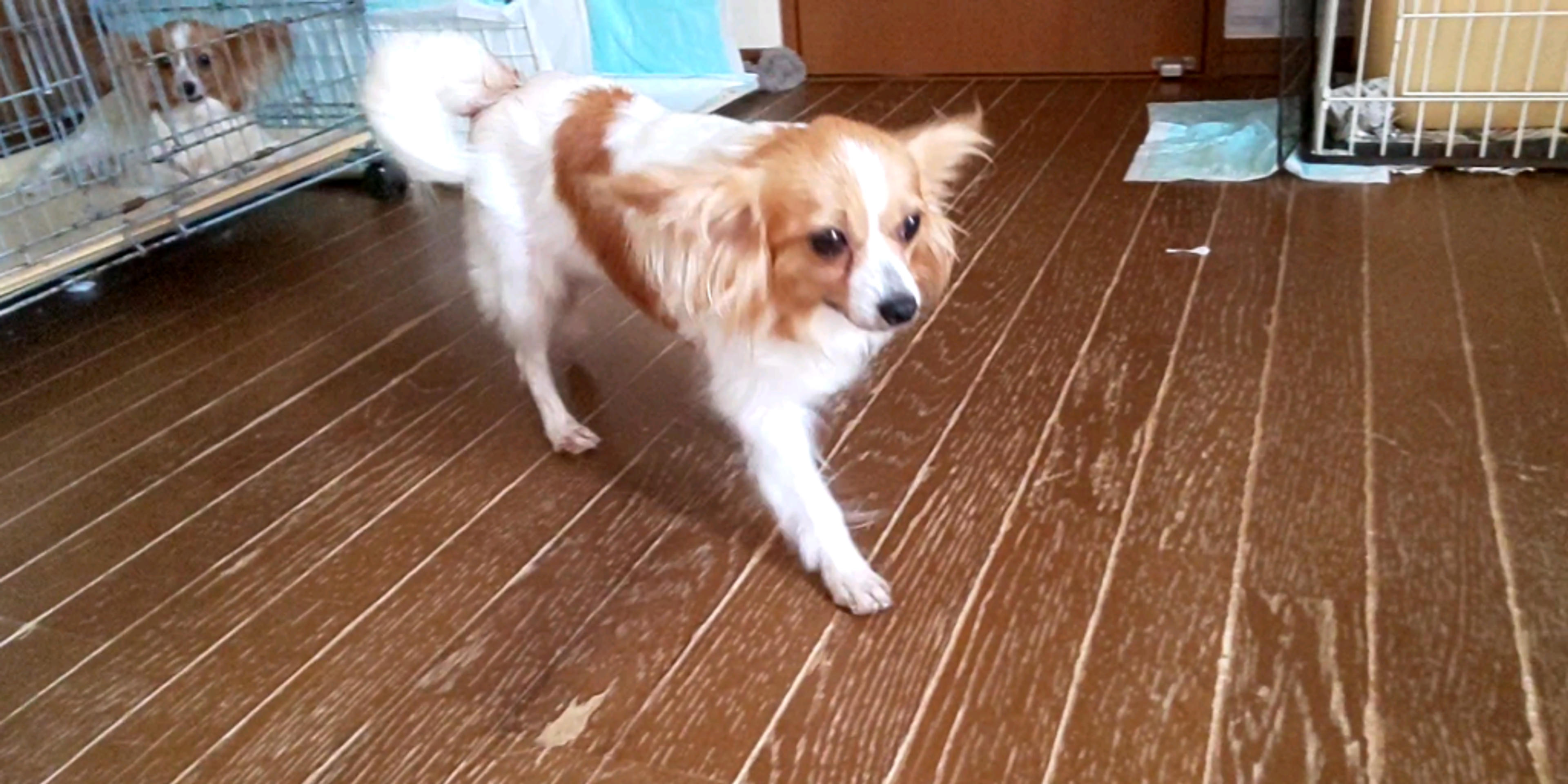 pet-image-4