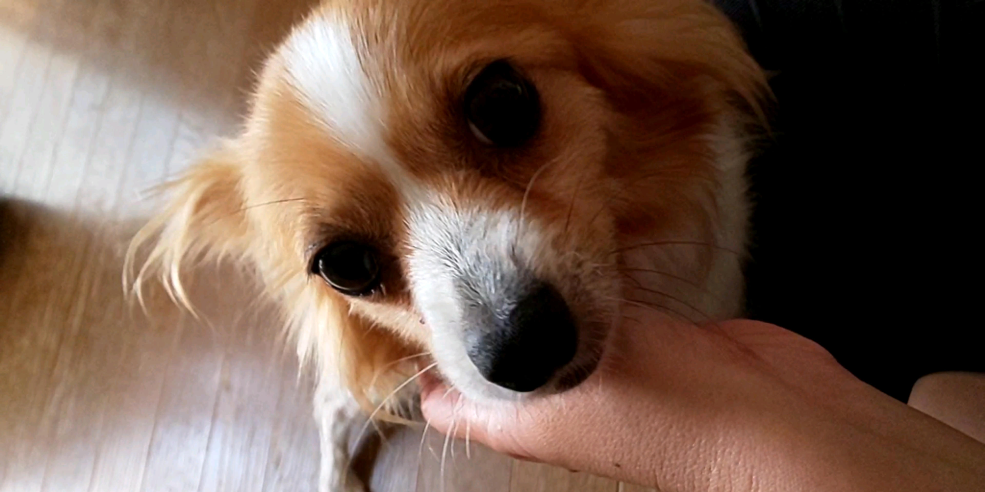 pet-image-5
