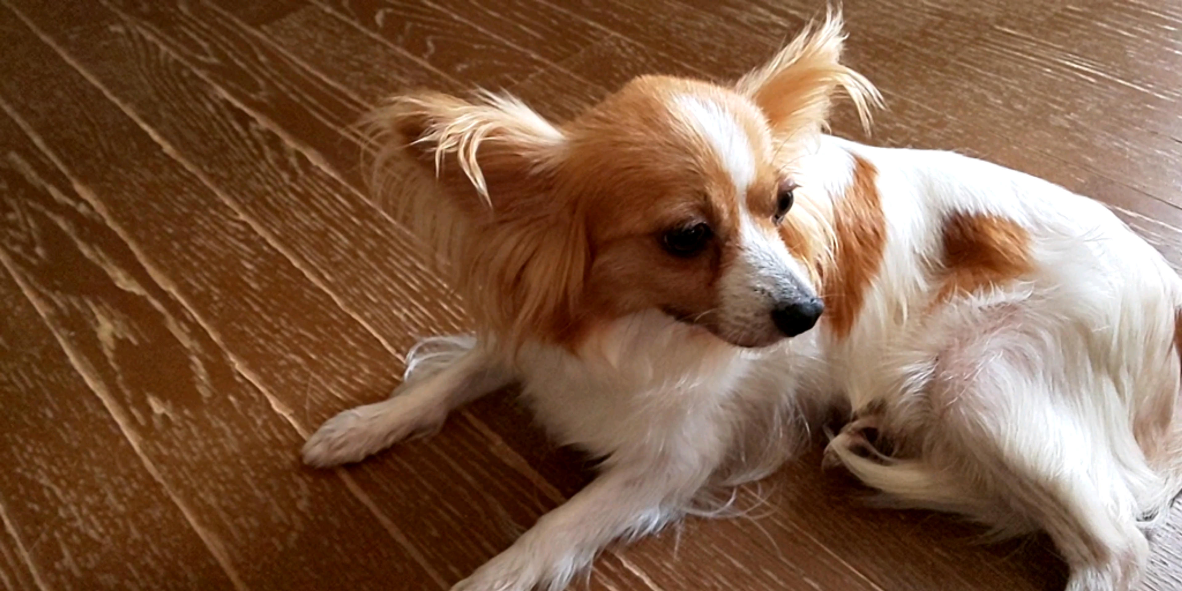 pet-image-6