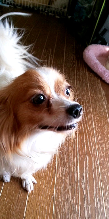むつきちゃんの写真