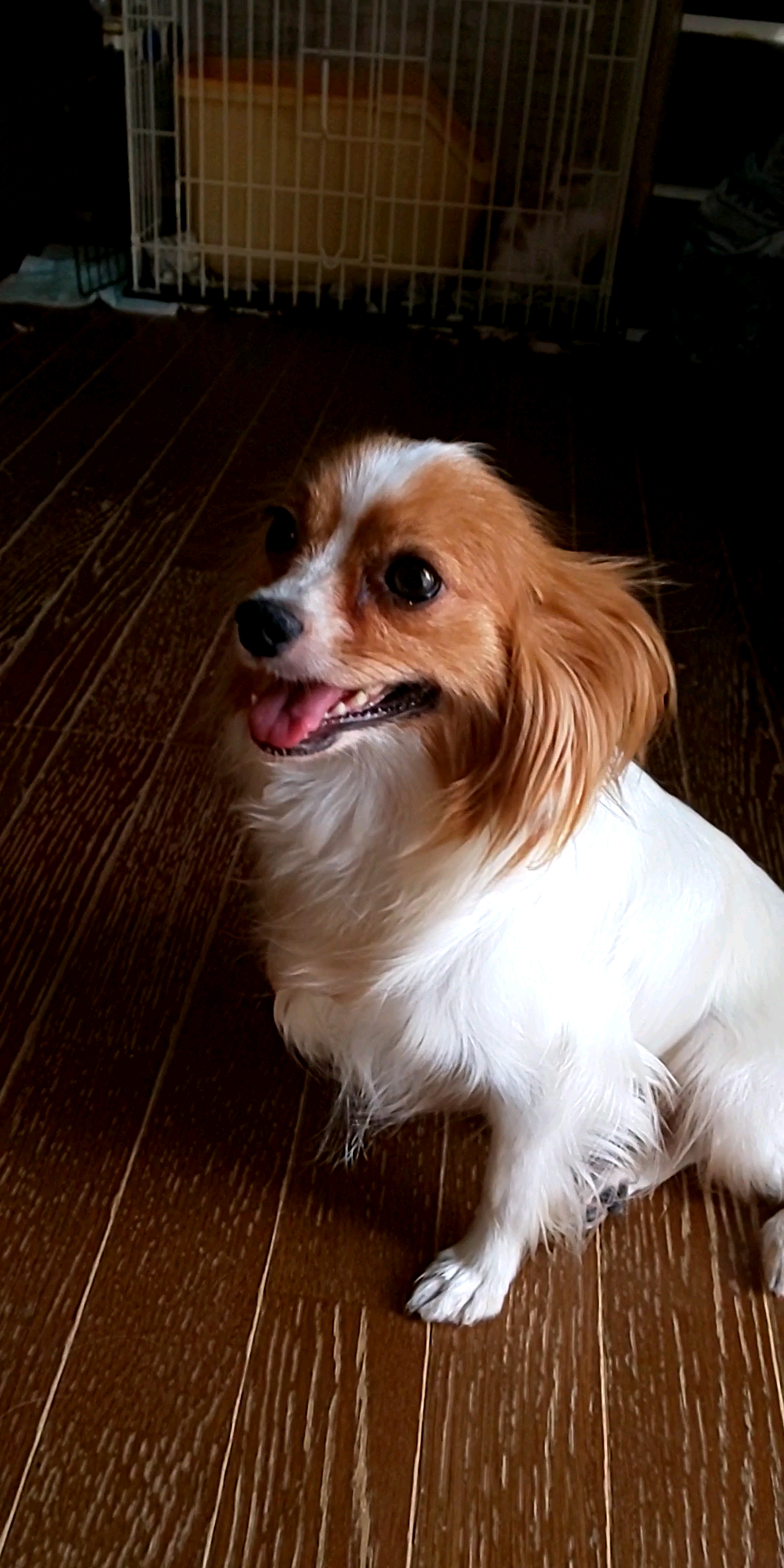 pet-image-3