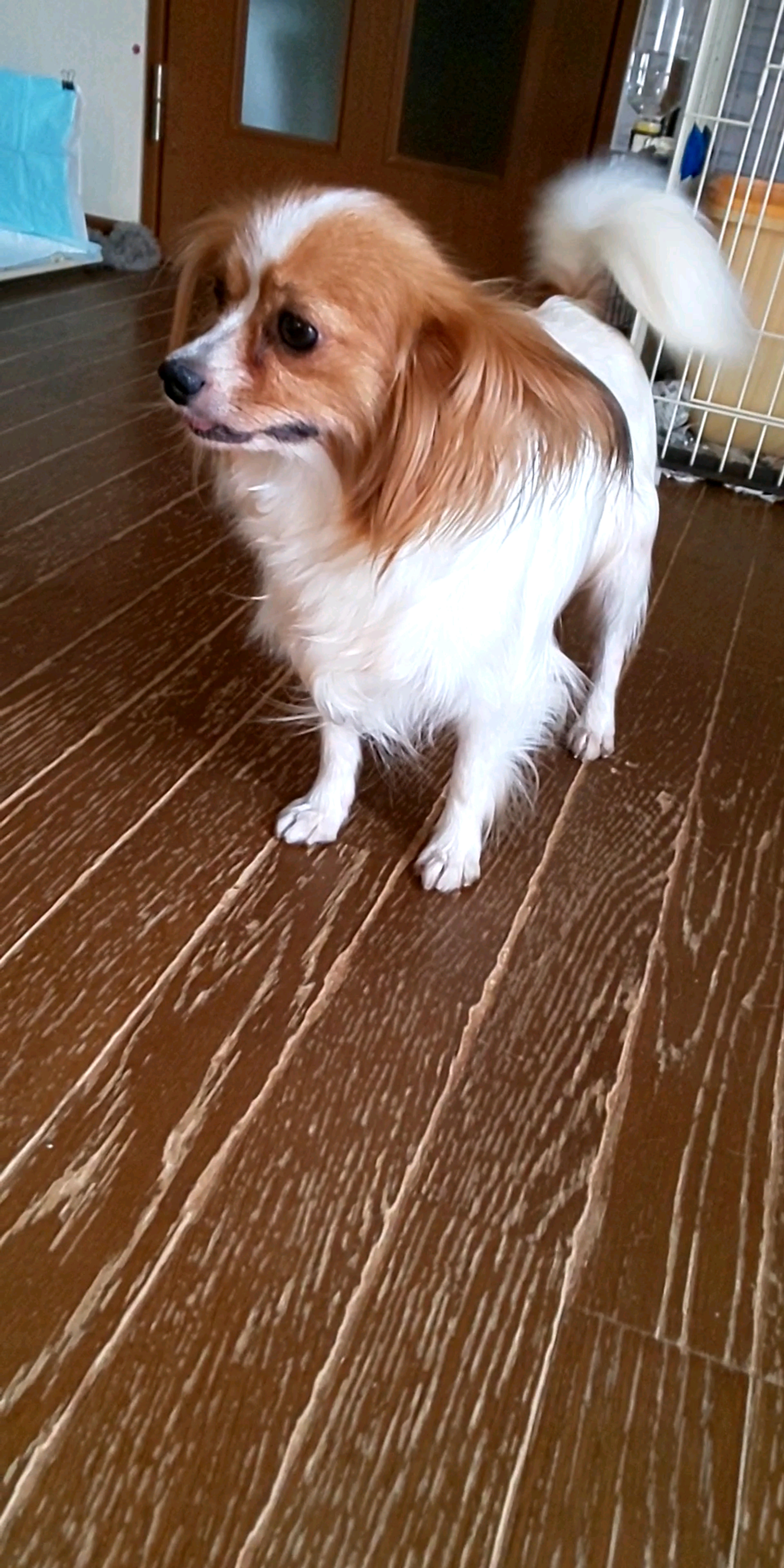 pet-image-4