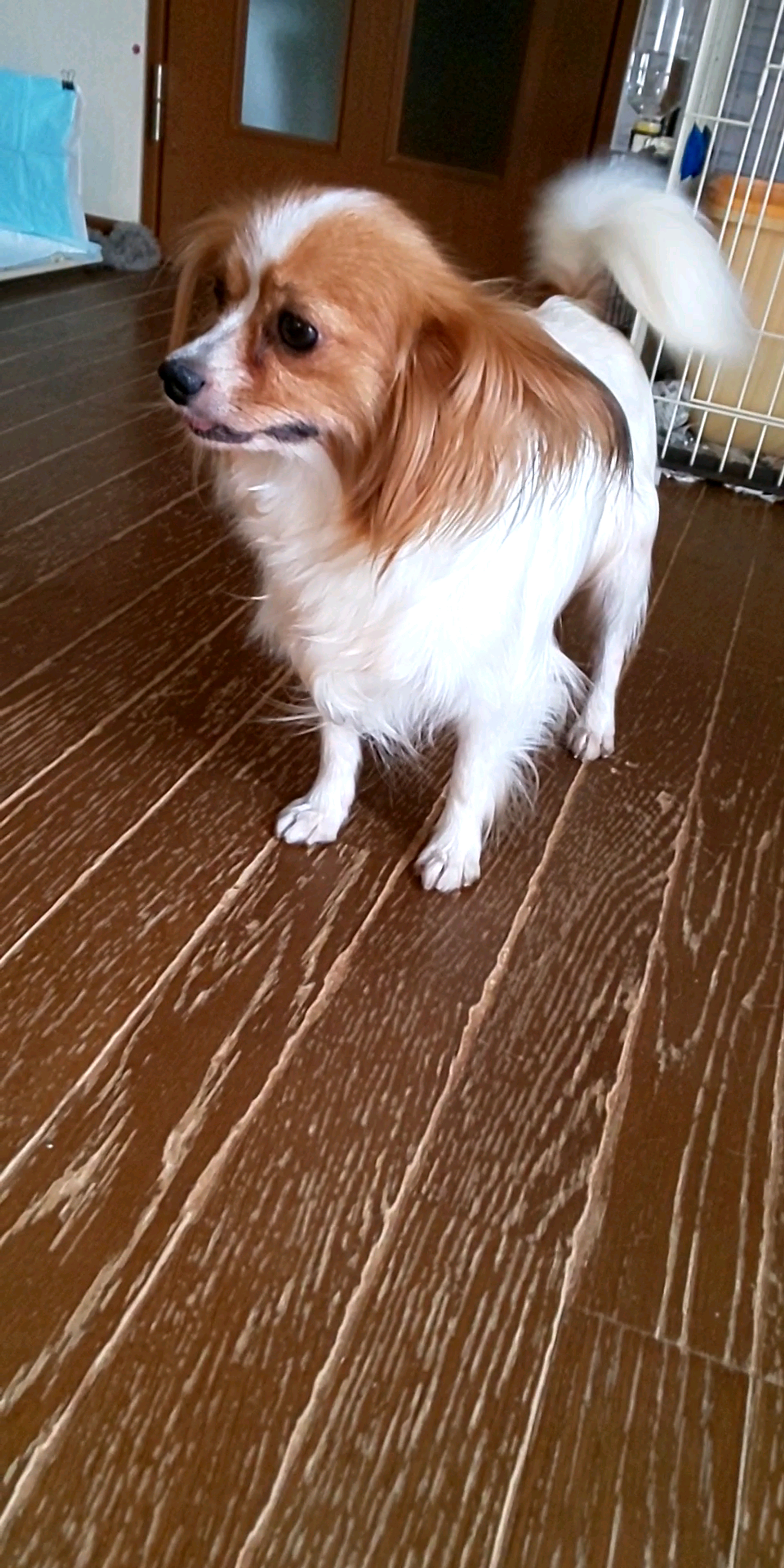 pet-image-4