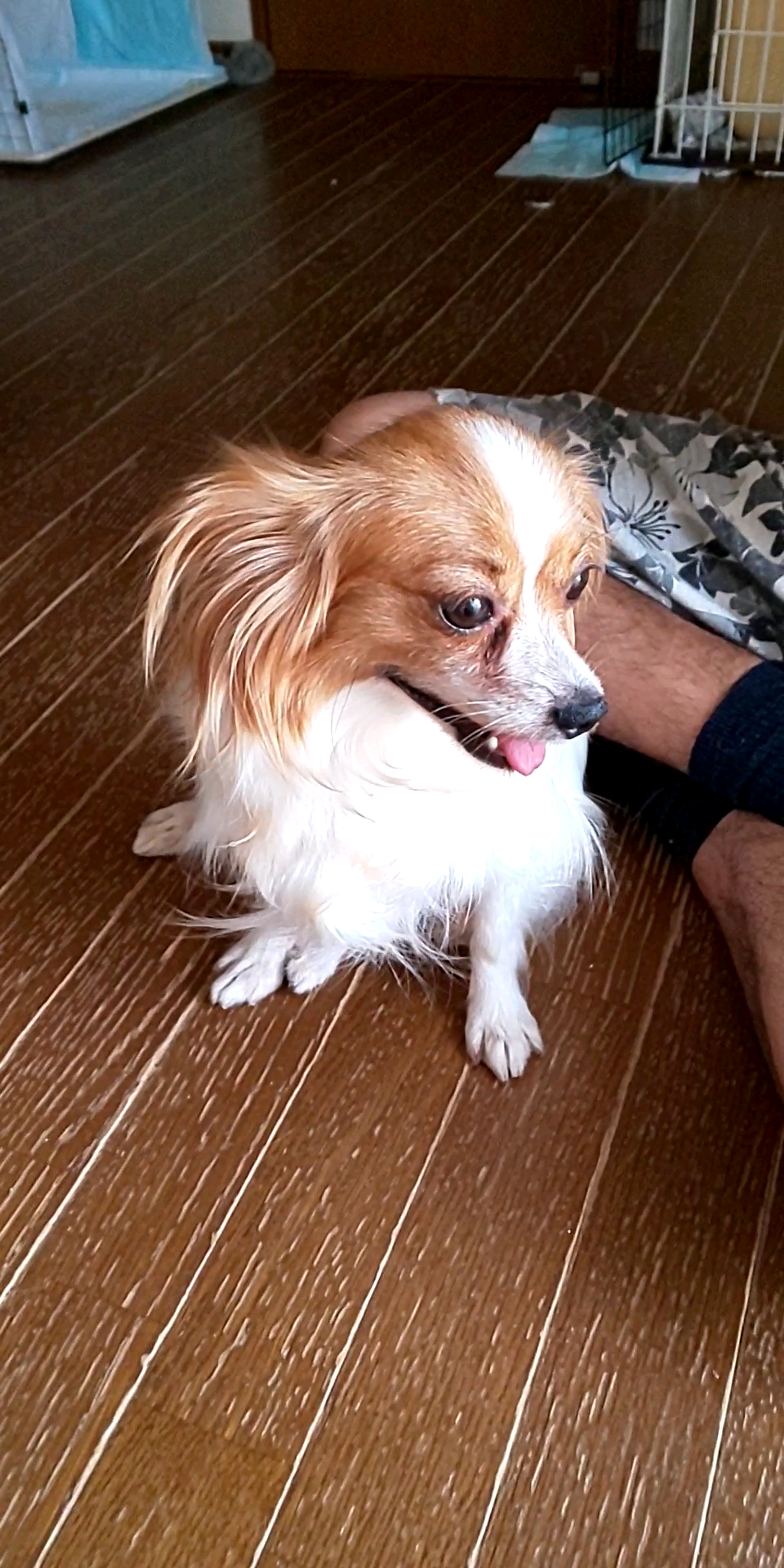 pet-image-5