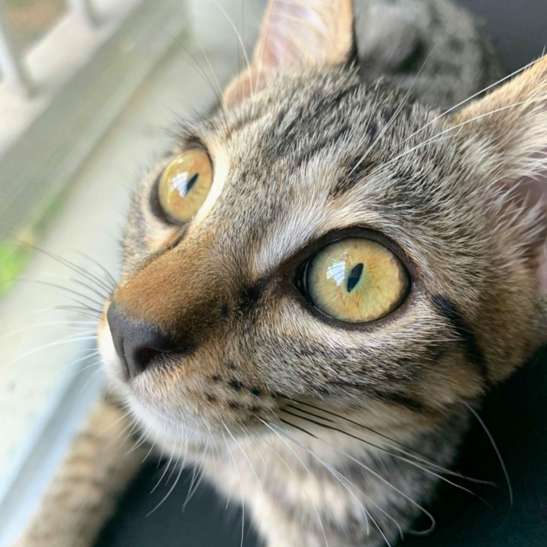 雑種（ミックス猫）・オスの里親募集の写真