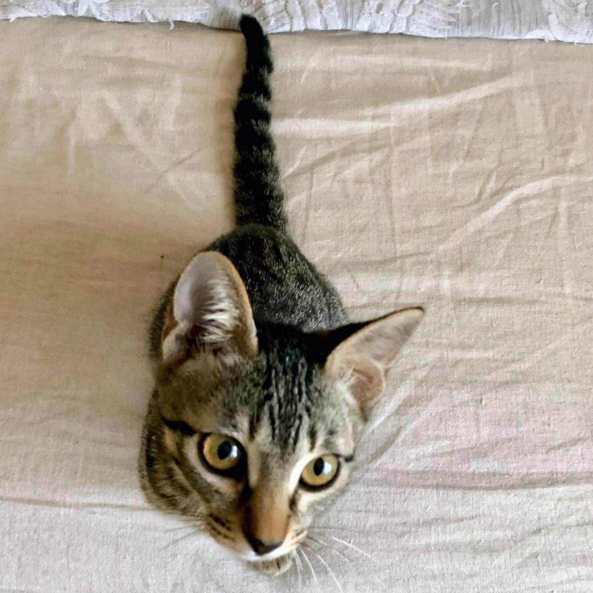 pet-image-4