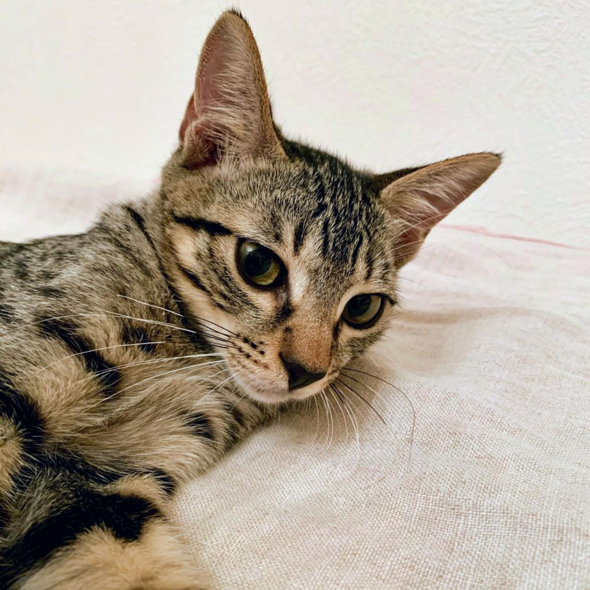 pet-image-5