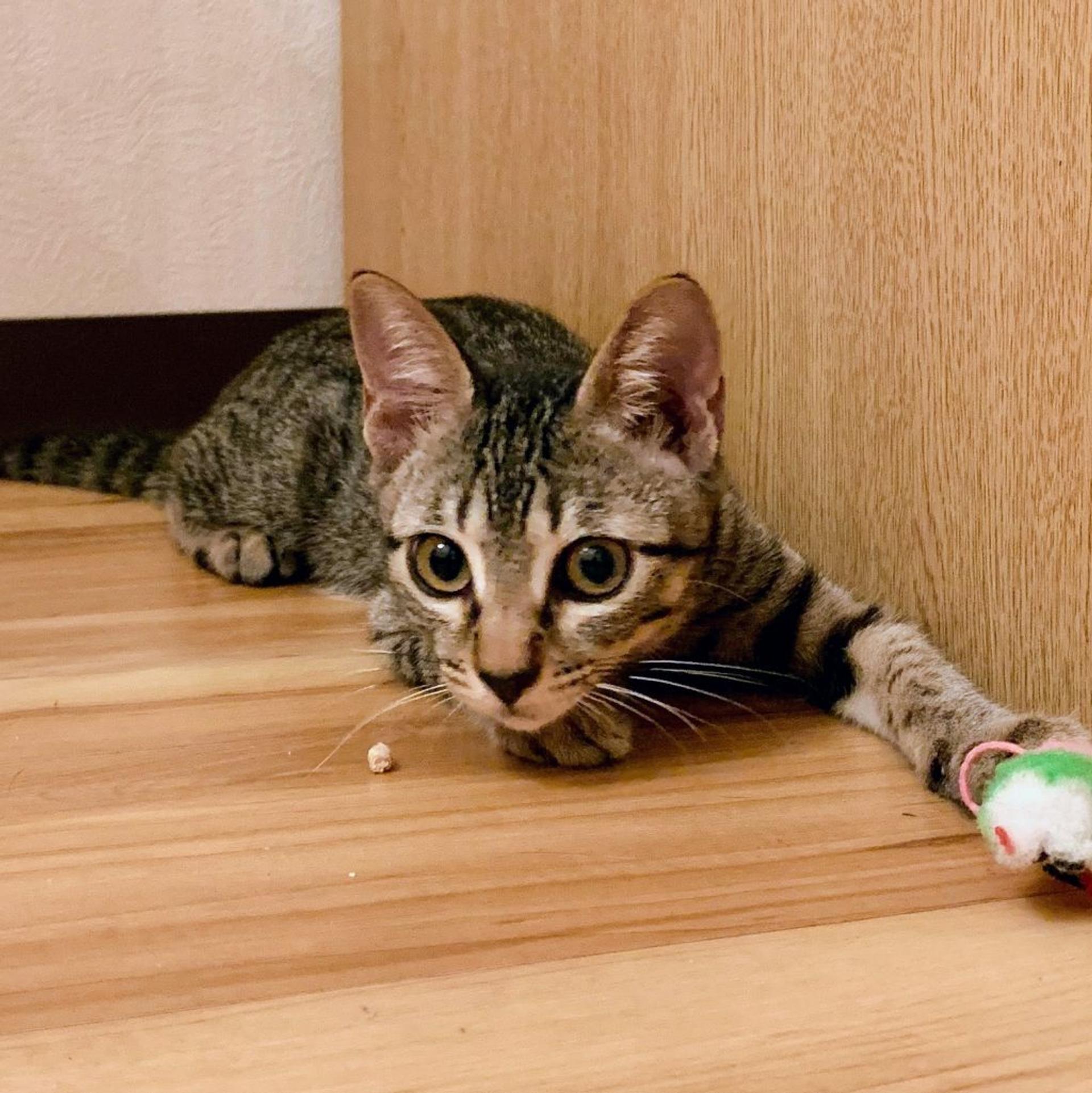 pet-image-6