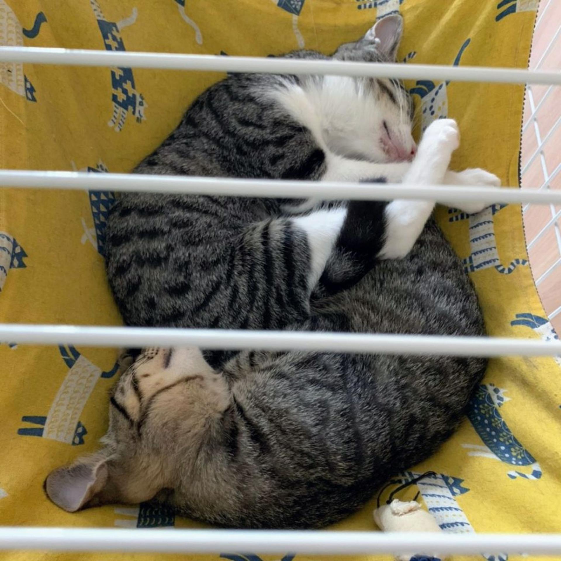 pet-image-8