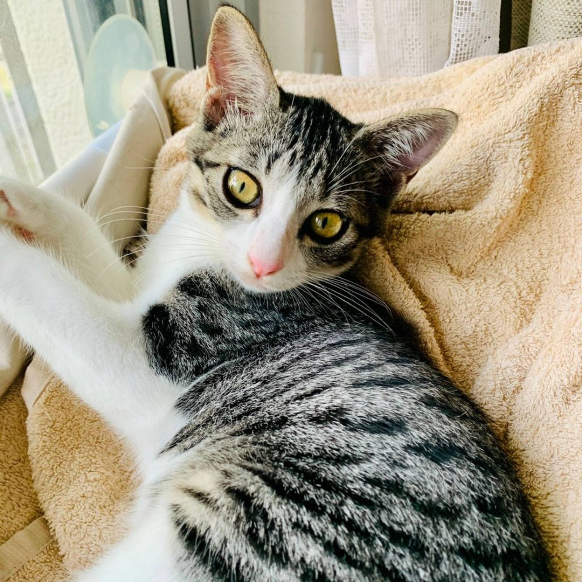雑種（ミックス猫）・メスの里親募集の写真