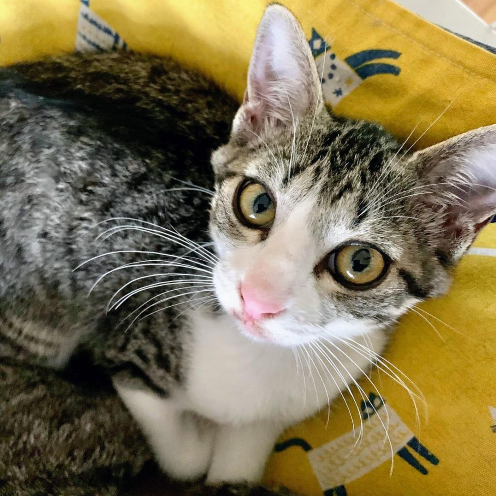 pet-image-3