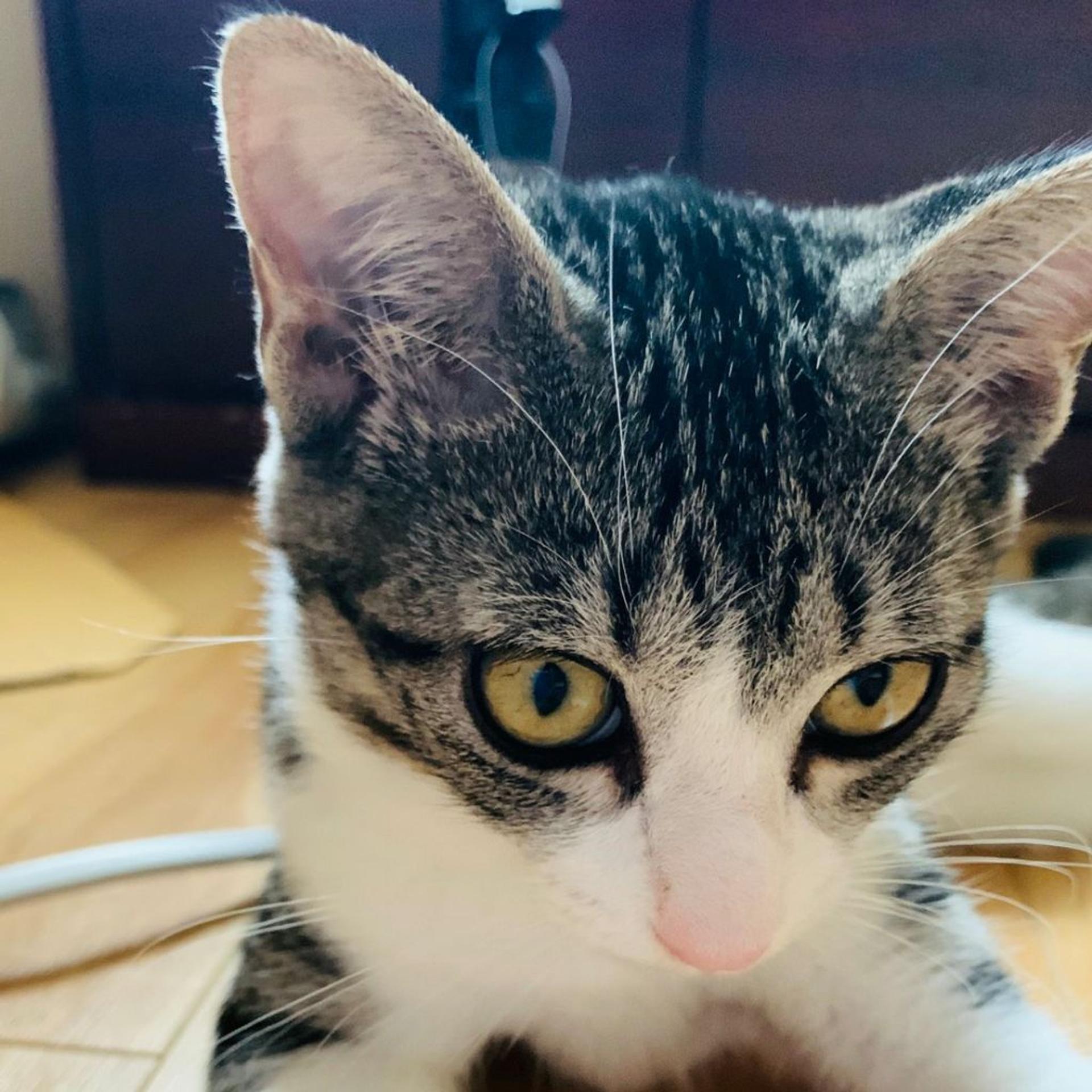 pet-image-4