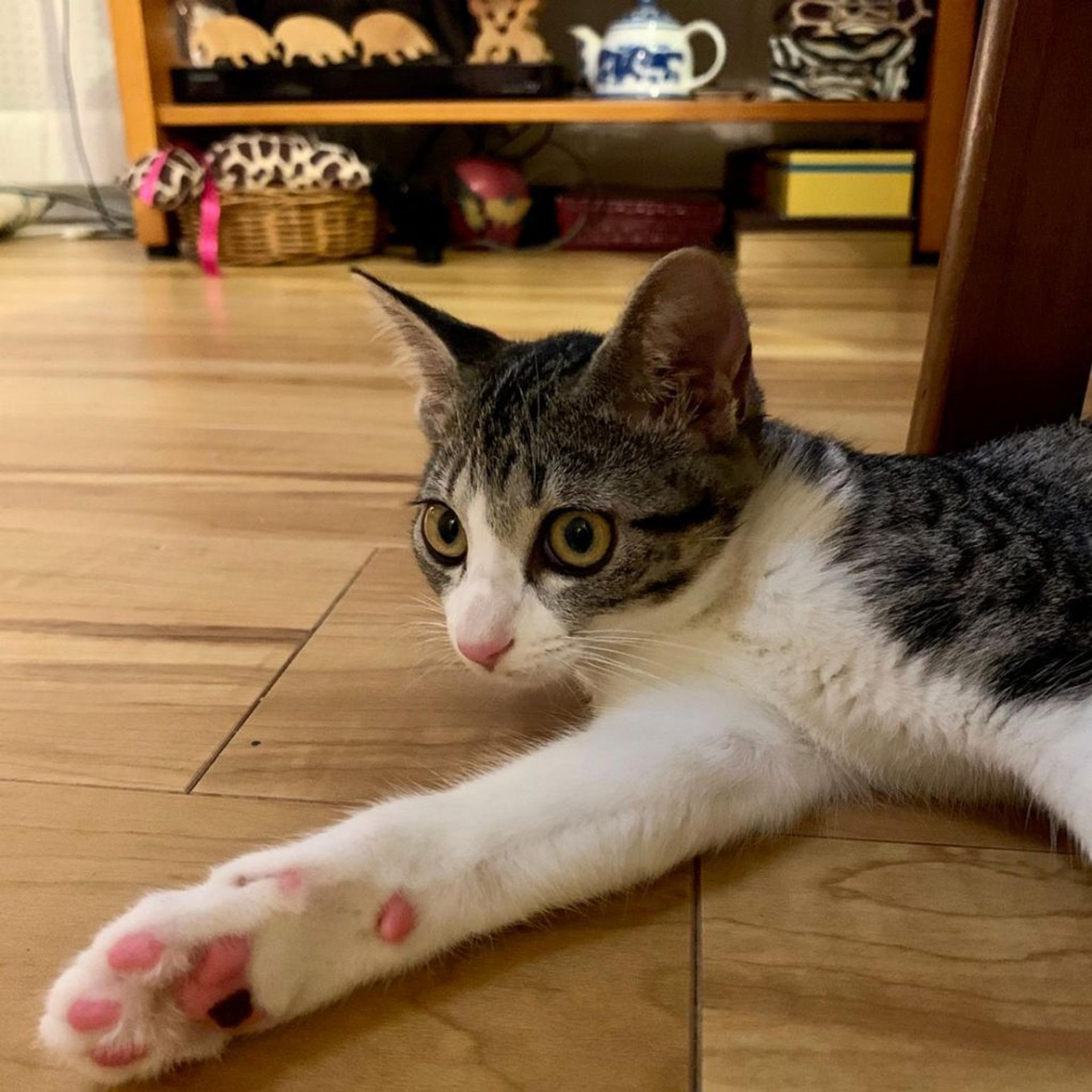 pet-image-5