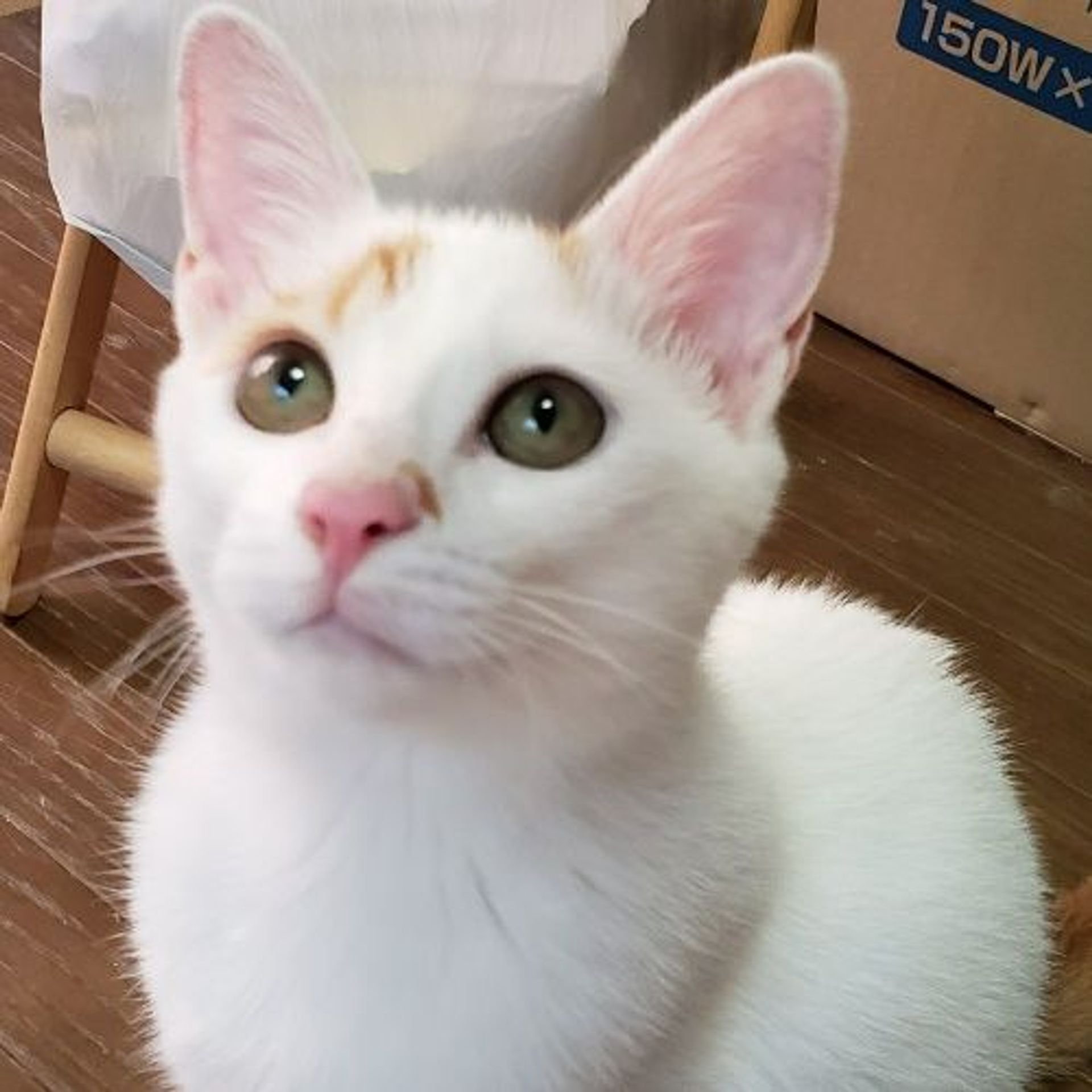雑種（ミックス猫）・メスの里親募集の写真