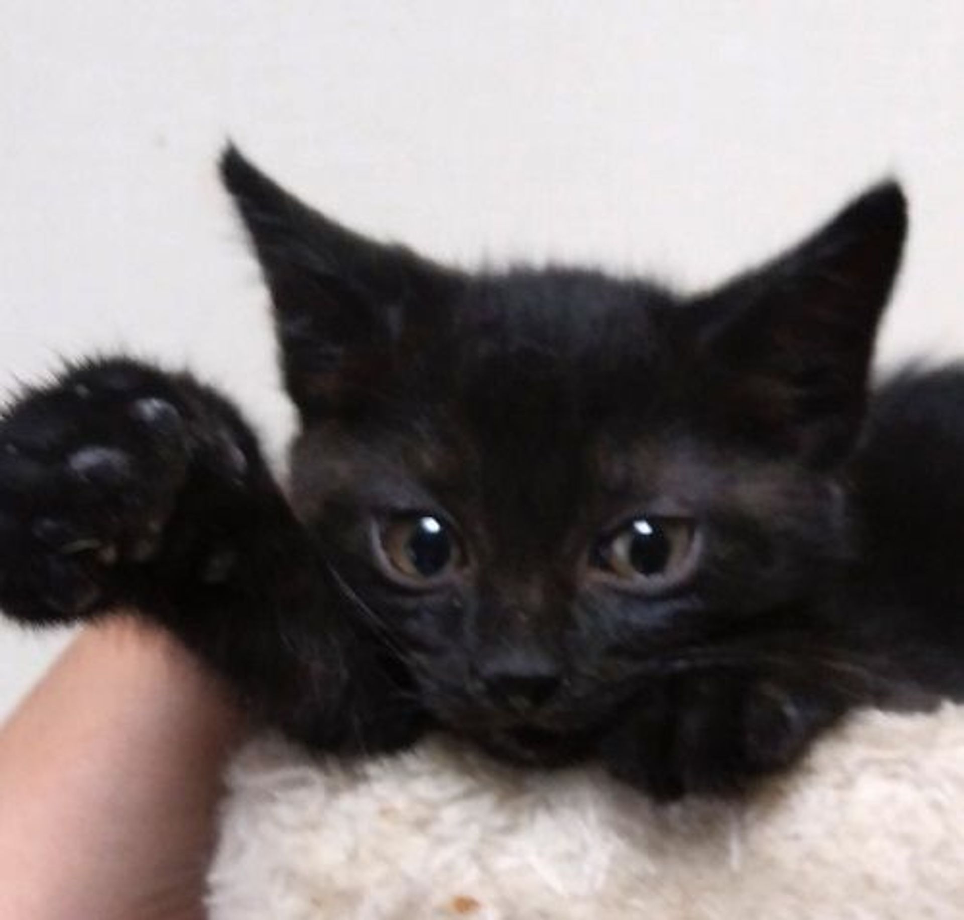 雑種（ミックス猫）・メスの里親募集の写真