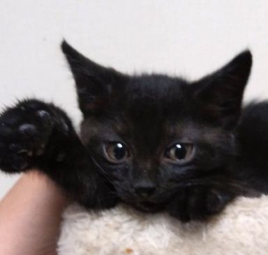 ひよりちゃんの写真