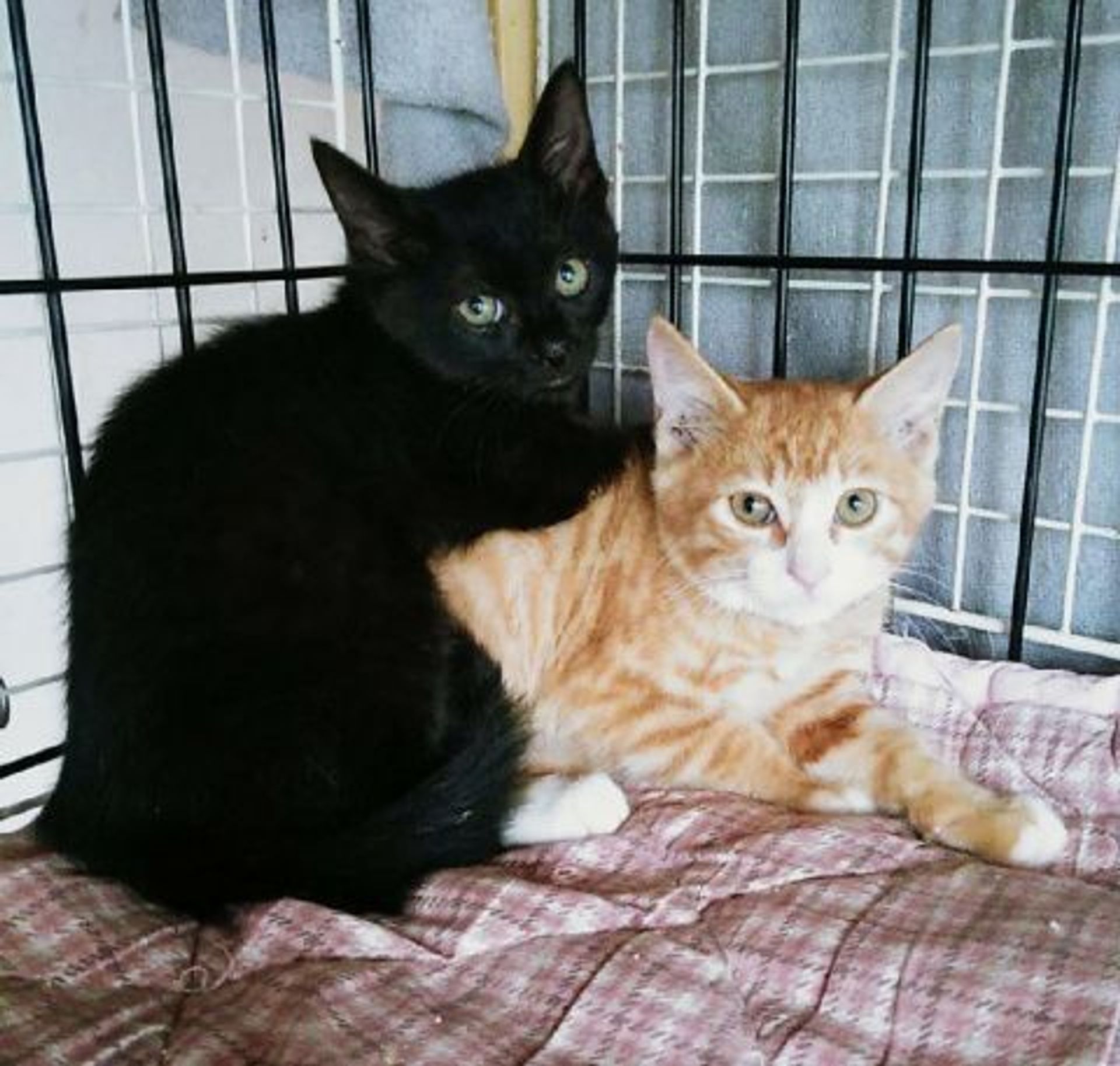 雑種（ミックス猫）・メスの里親募集の写真