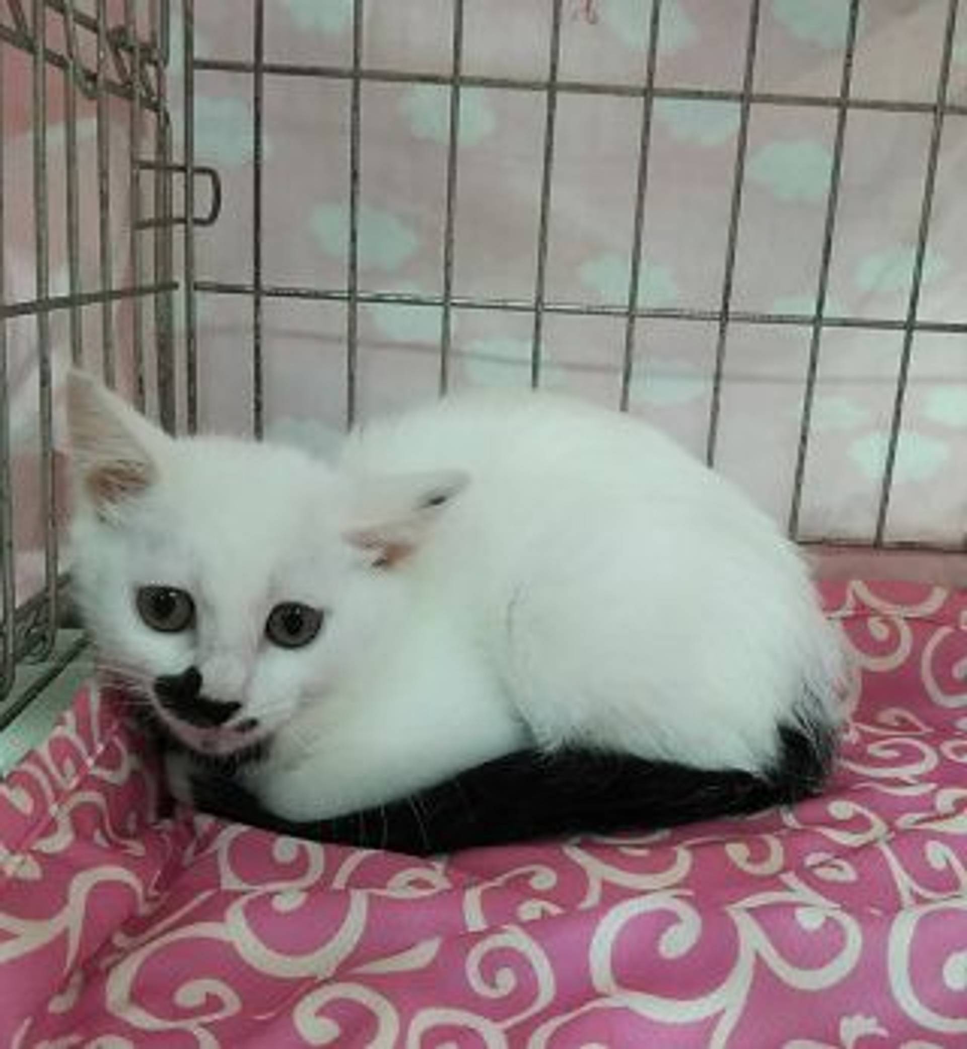 雑種（ミックス猫）・メスの里親募集の写真