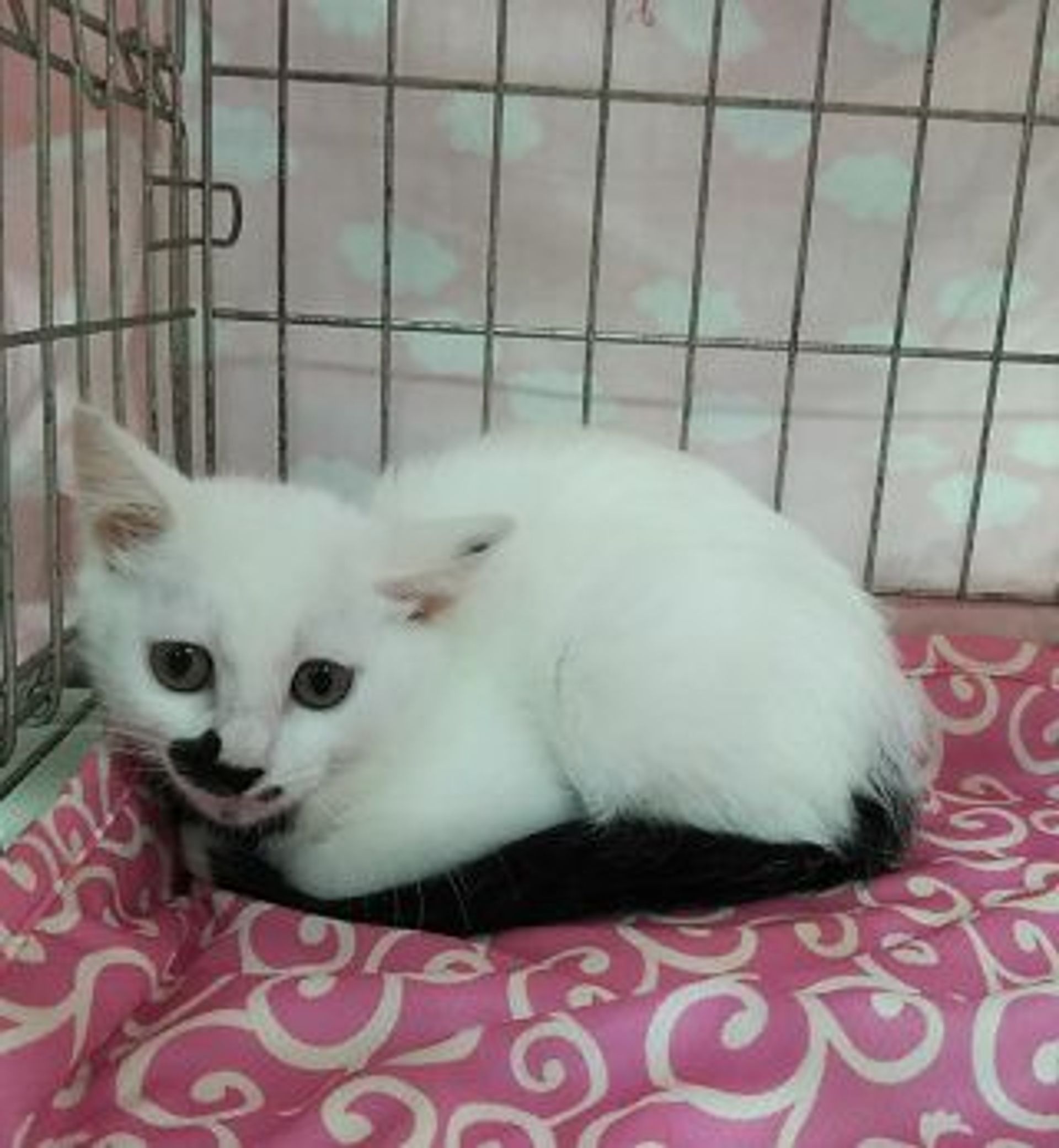 雑種（ミックス猫）・メスの里親募集の写真