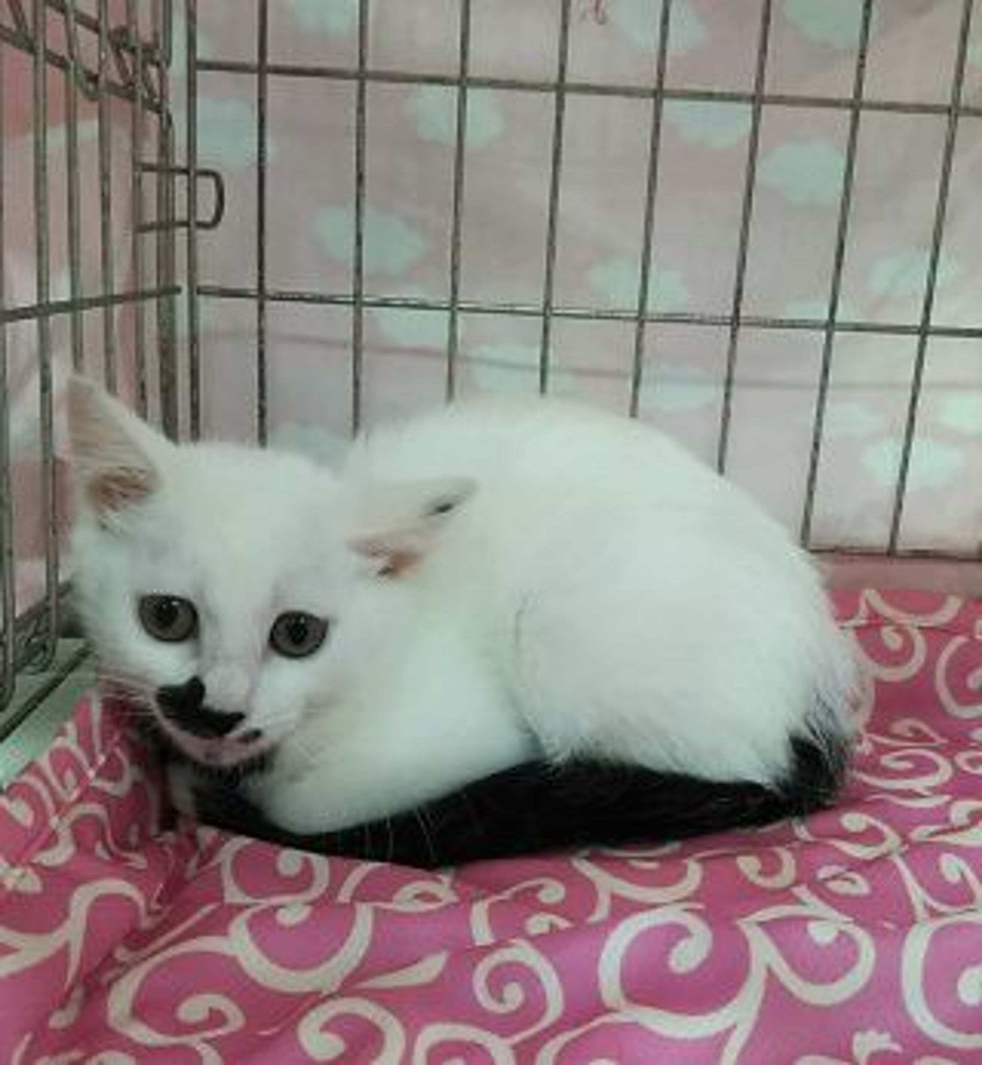 雑種（ミックス猫）・メスの里親募集の写真