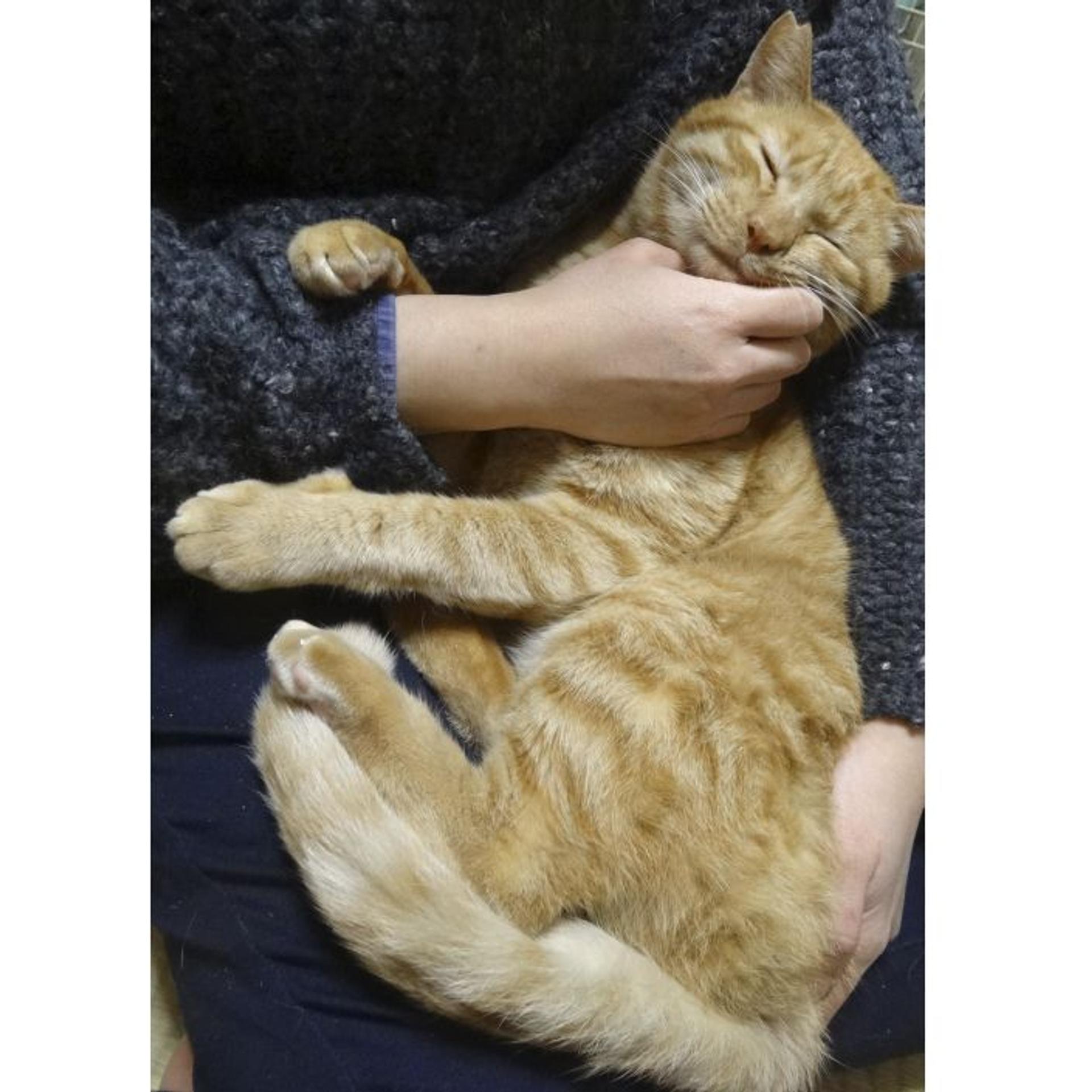 pet-image-4