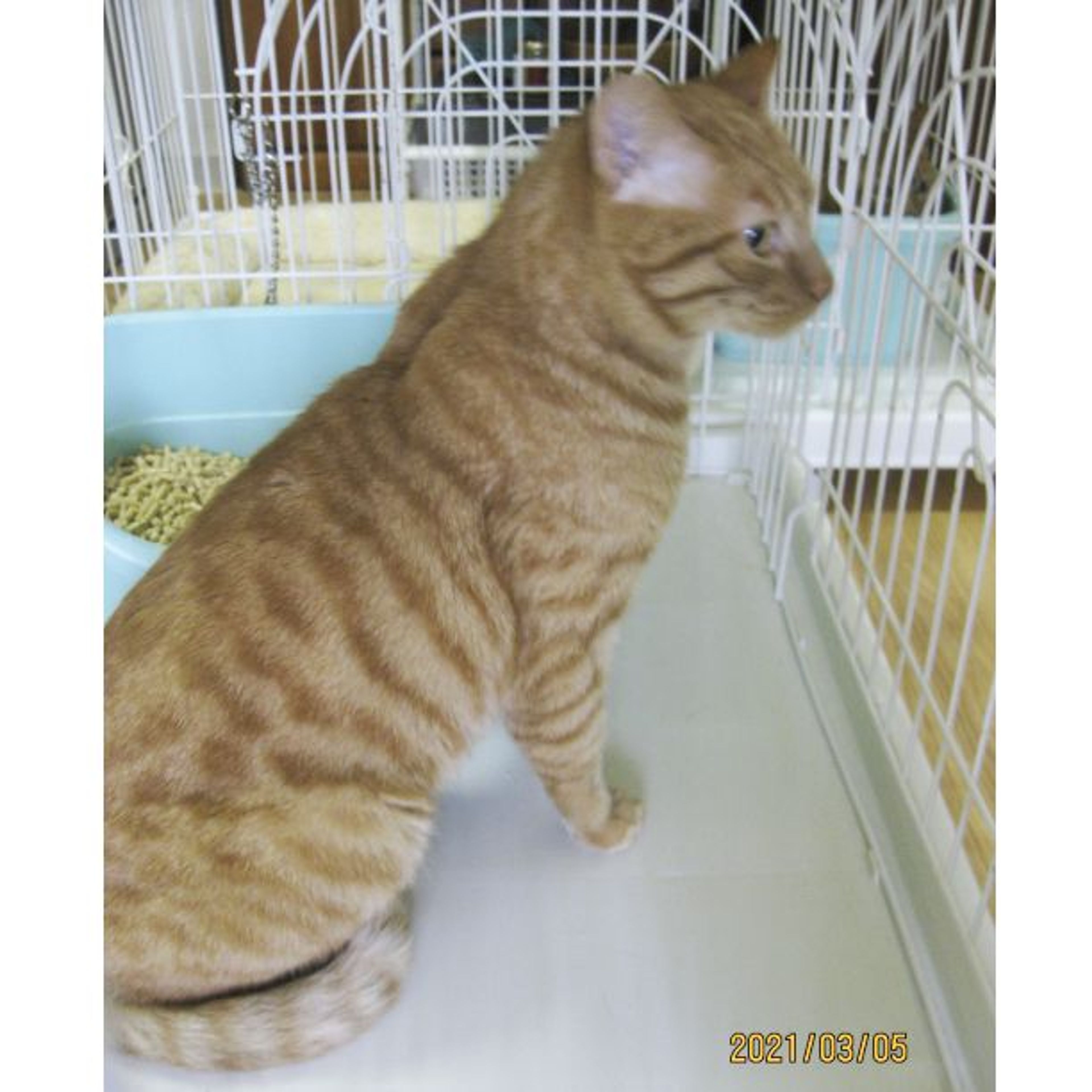 pet-image-5